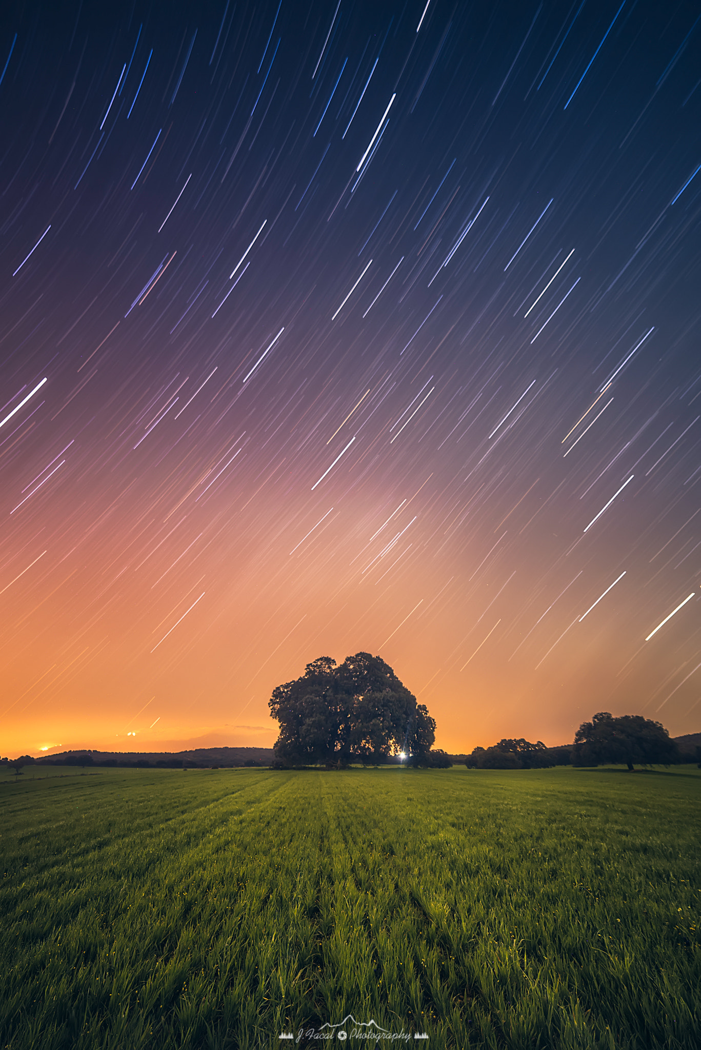 Samyang 14mm F2.8 ED AS IF UMC sample photo. Galactic tree photography