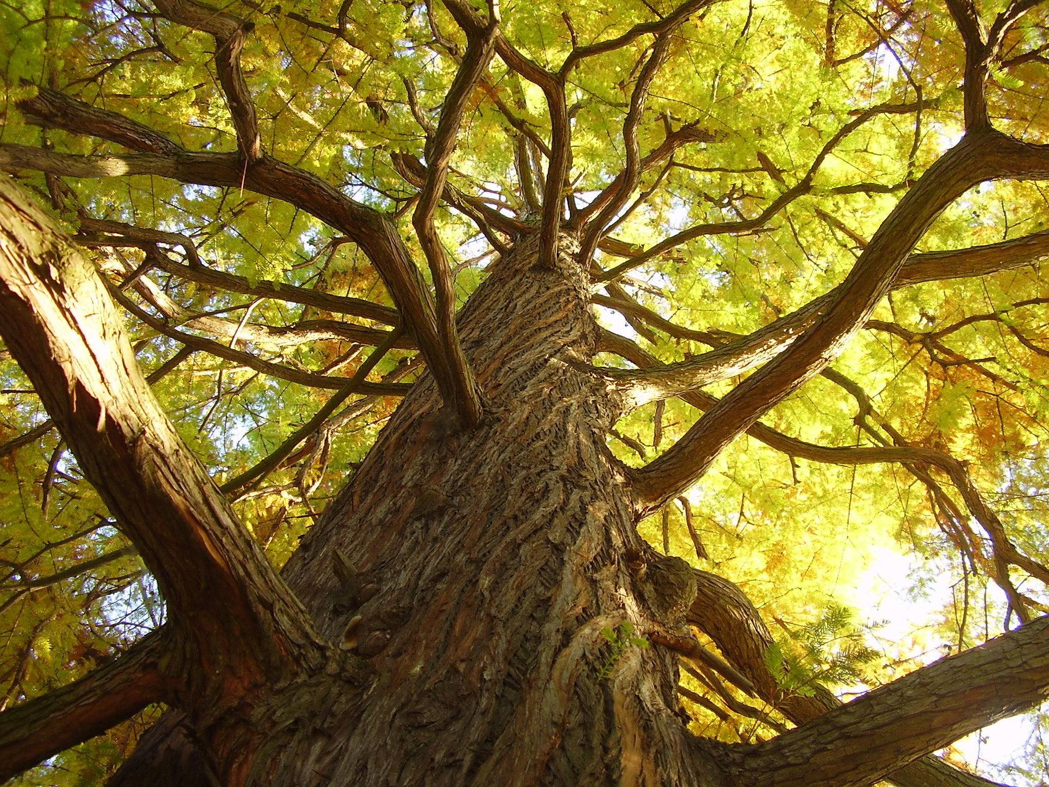 Olympus FE100,X710 sample photo. Taxodium distichum,stromovka,prague photography