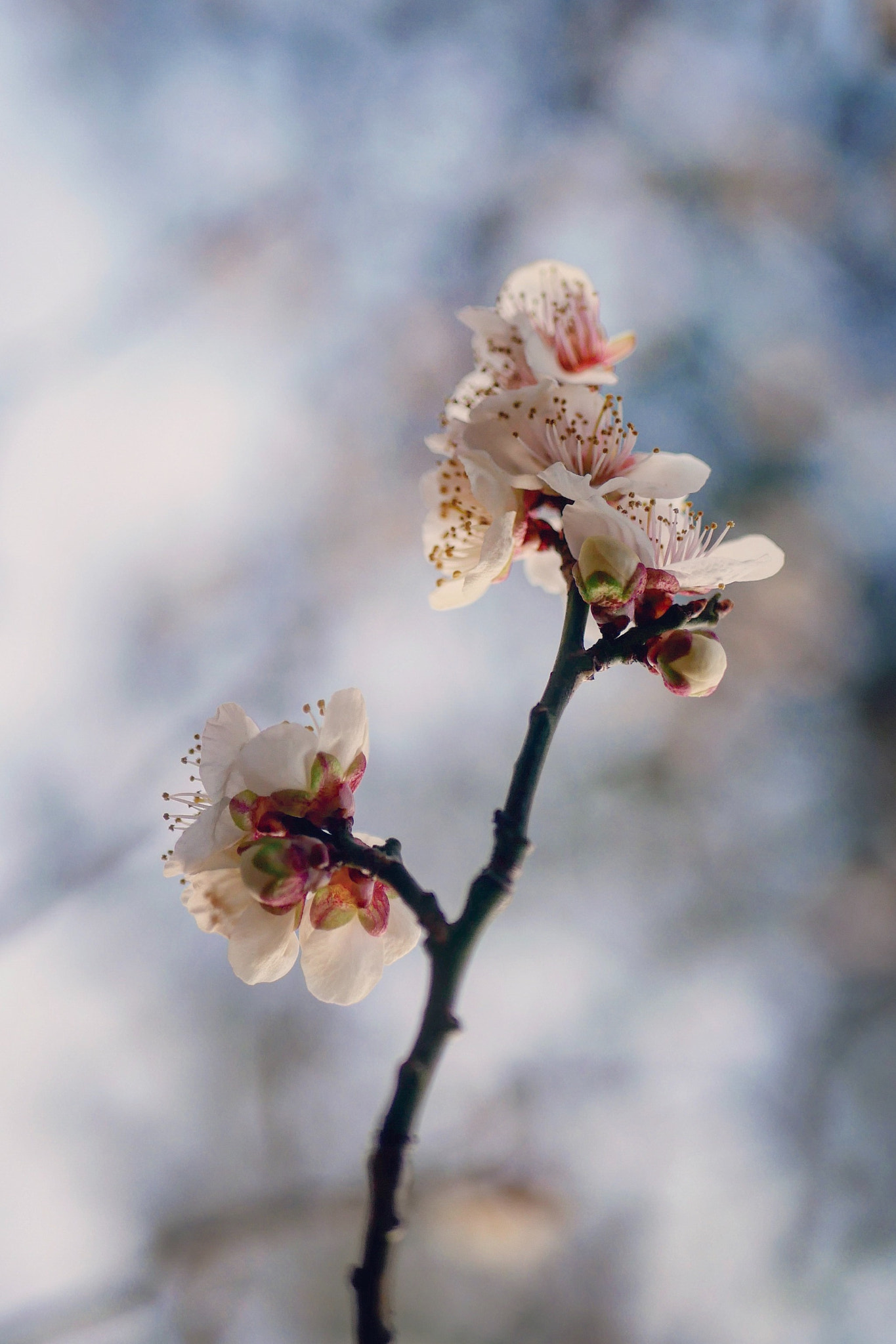 Panasonic Lumix DC-GX850 (Lumix DC-GX800 / Lumix DC-GF9) sample photo. 桜ですか photography