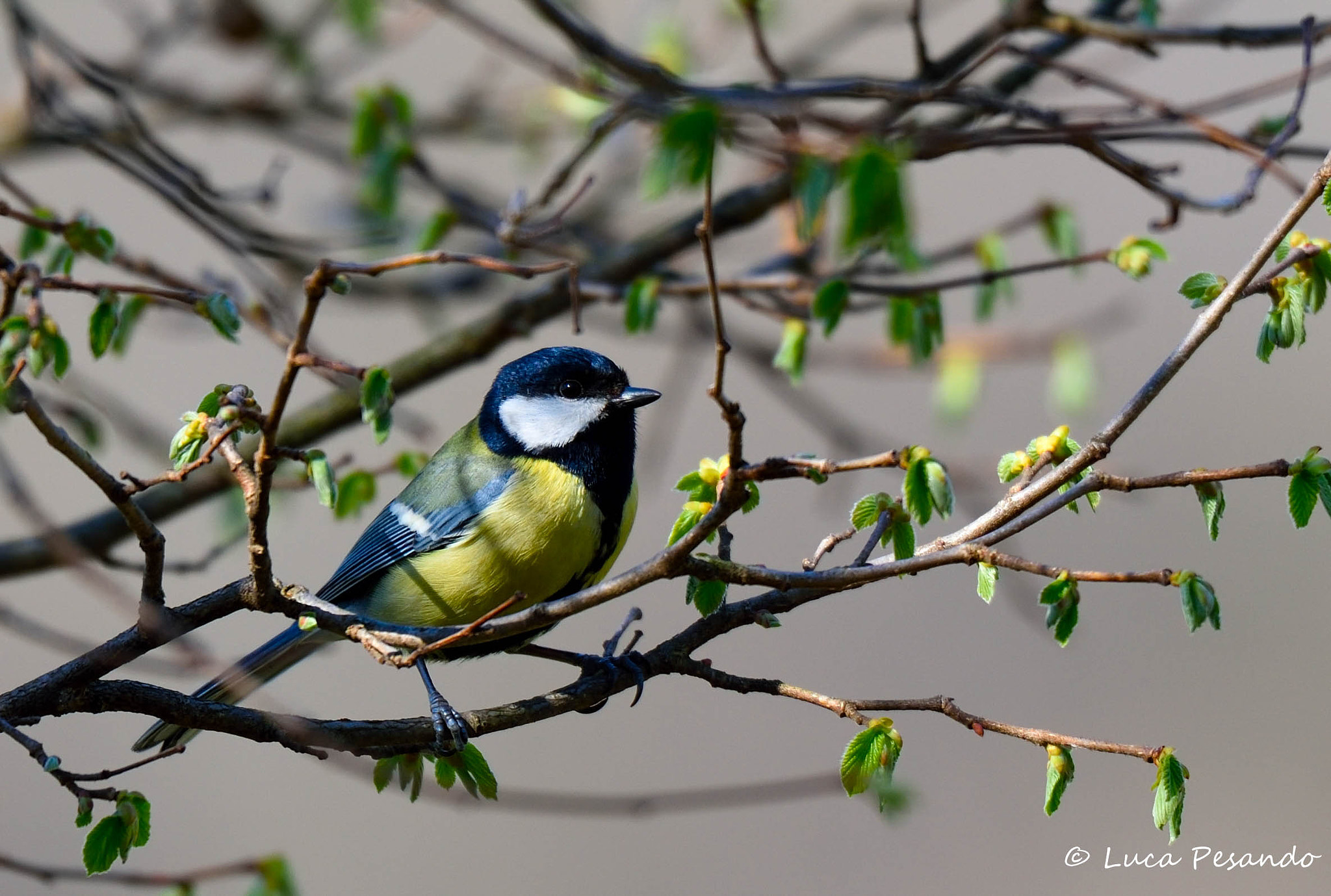 Sigma 150-600mm F5-6.3 DG OS HSM | S sample photo. Nei germogli photography