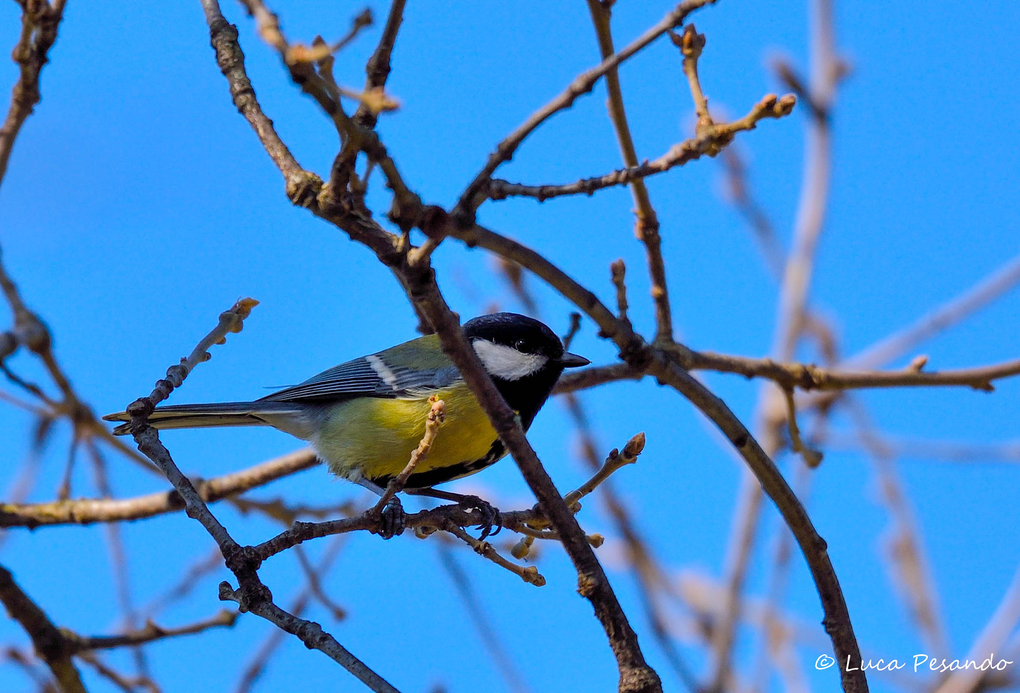 Sigma 150-600mm F5-6.3 DG OS HSM | S sample photo. Dsc photography