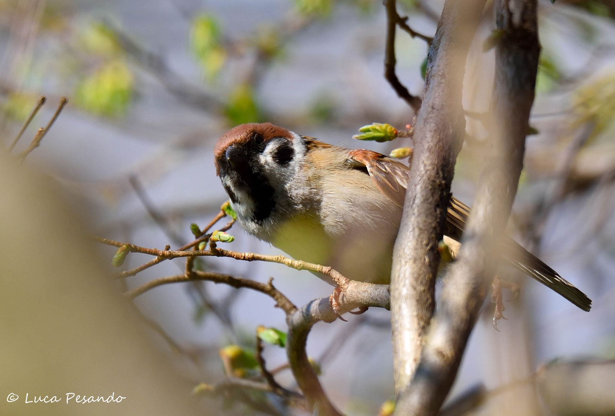 Nikon D750 + Sigma 150-600mm F5-6.3 DG OS HSM | S sample photo. Ti vedo photography