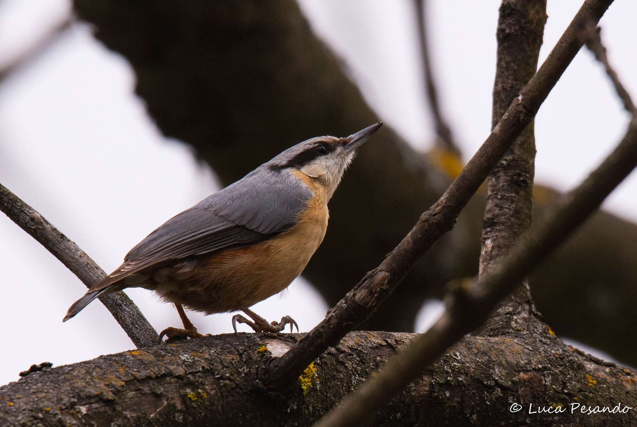 Nikon D750 + Sigma 150-600mm F5-6.3 DG OS HSM | S sample photo. Lassù photography