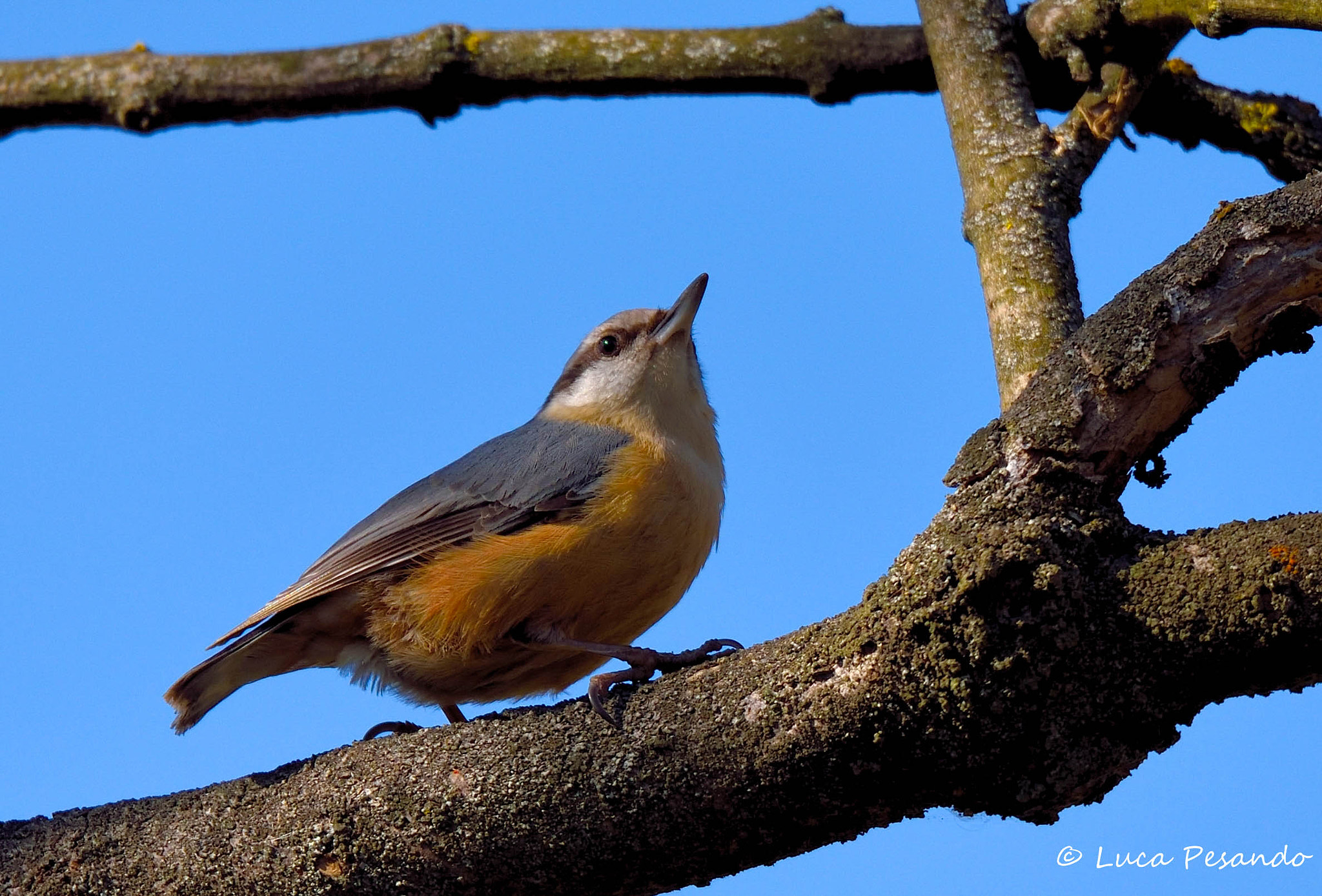 Sigma 150-600mm F5-6.3 DG OS HSM | S sample photo. Cerco photography