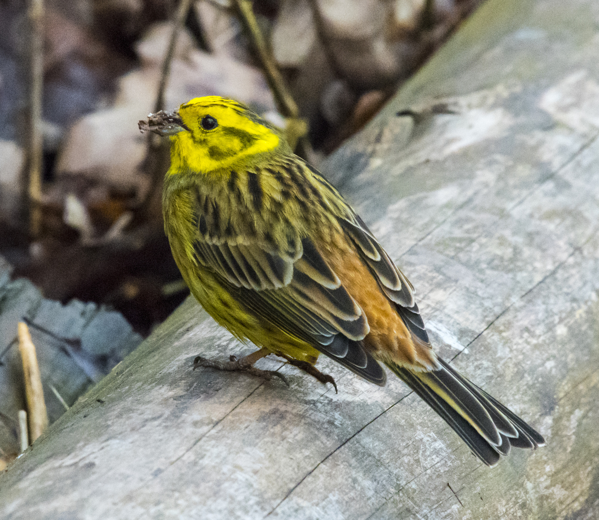 Nikon D500 + Sigma 50-500mm F4.5-6.3 DG OS HSM sample photo. Yellowhammer - goldammer photography