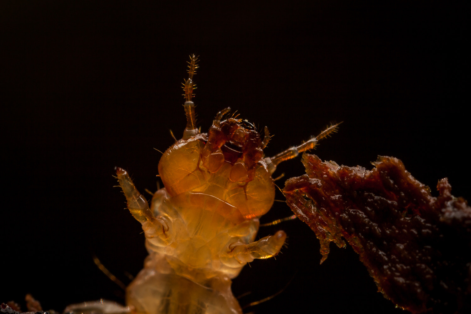Canon MP-E 65mm F2.5 1-5x Macro Photo sample photo. Pyrochroa coccinea photography