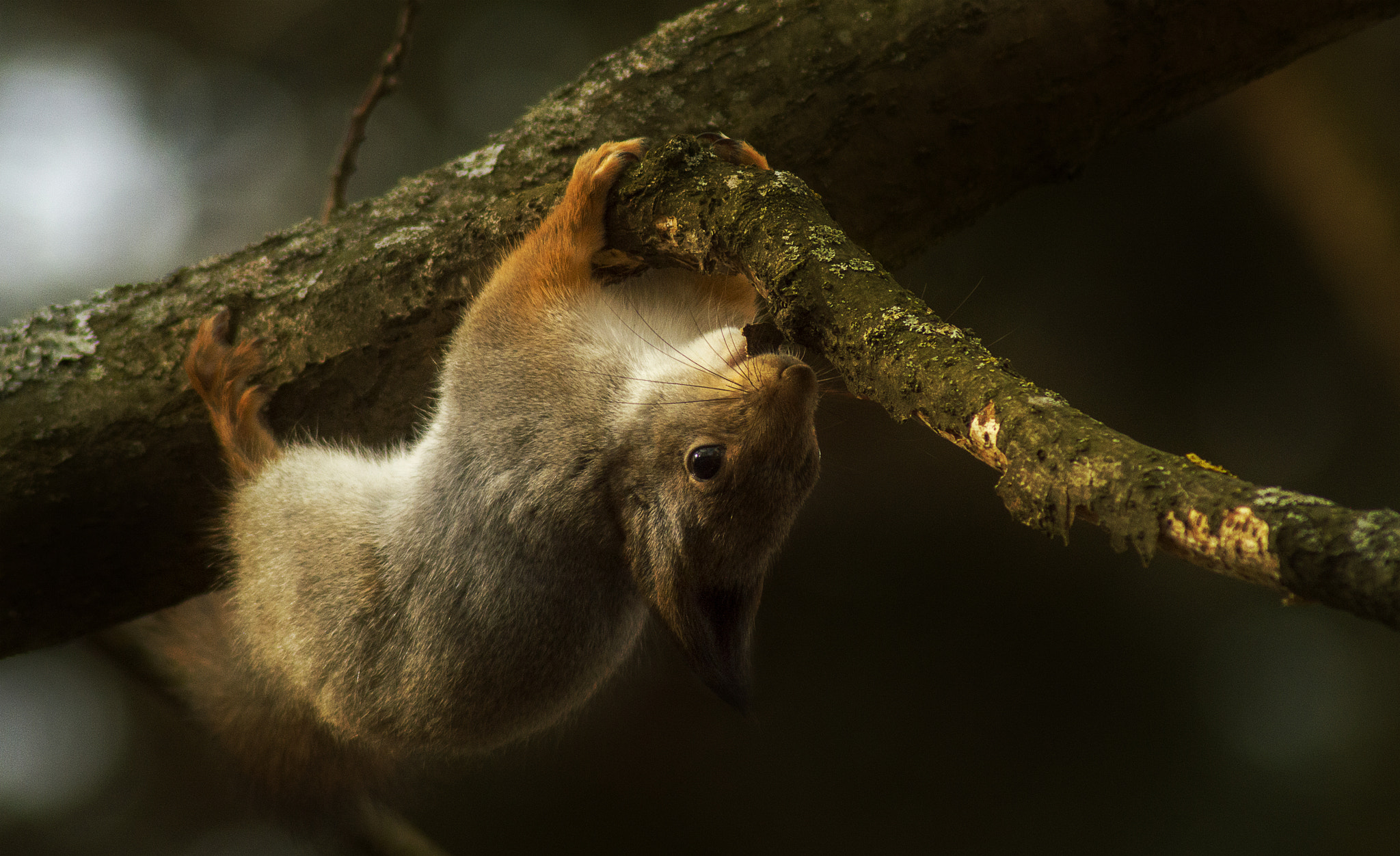 Nikon D3200 sample photo. Squirrels photography