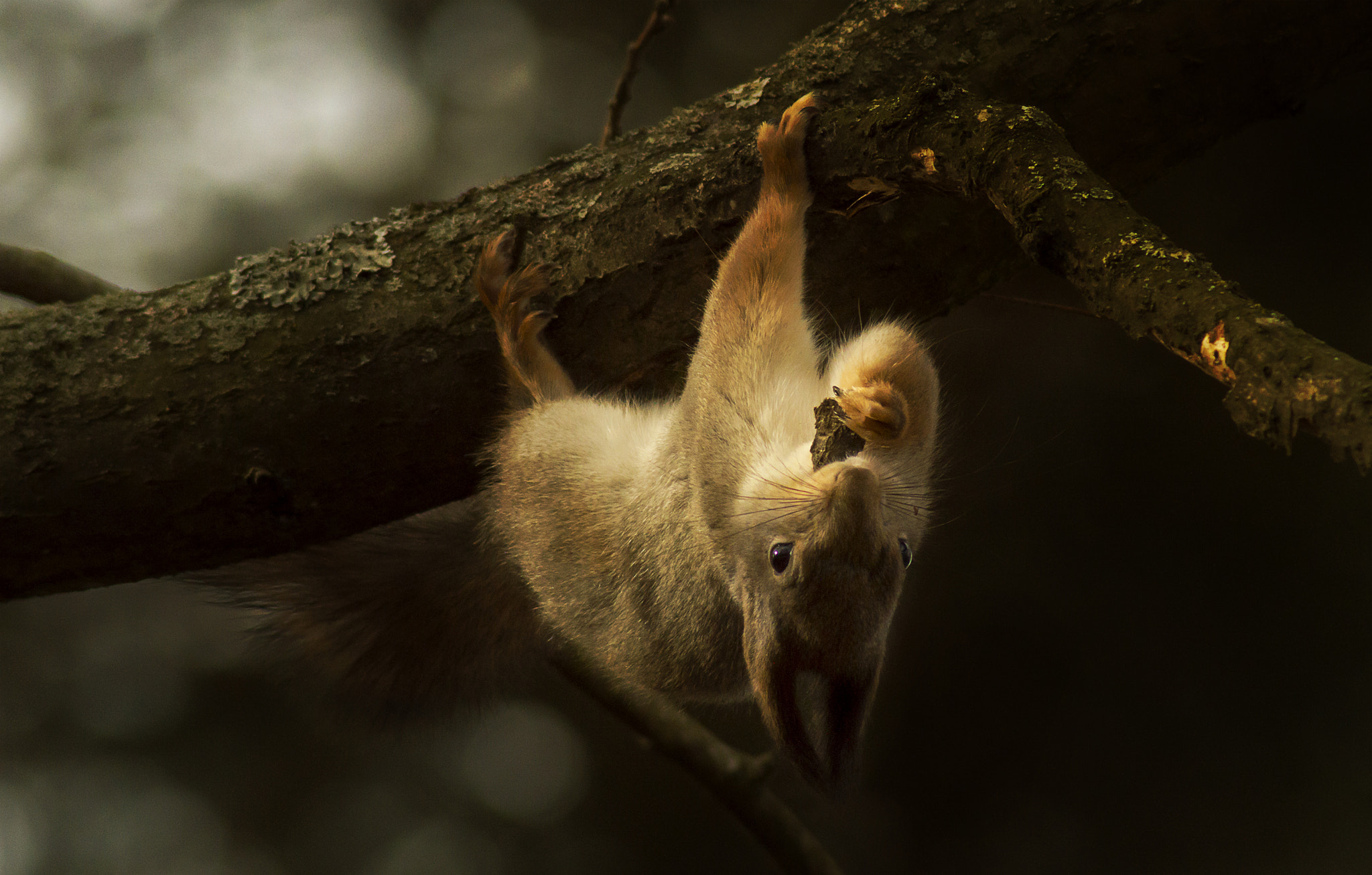 Nikon D3200 sample photo. Squirrels photography