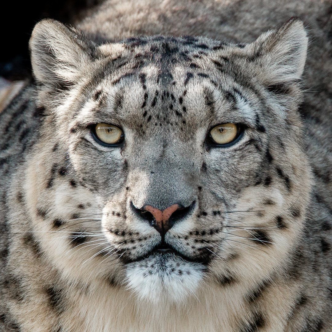 Canon EOS 70D sample photo. Snow leopard photography