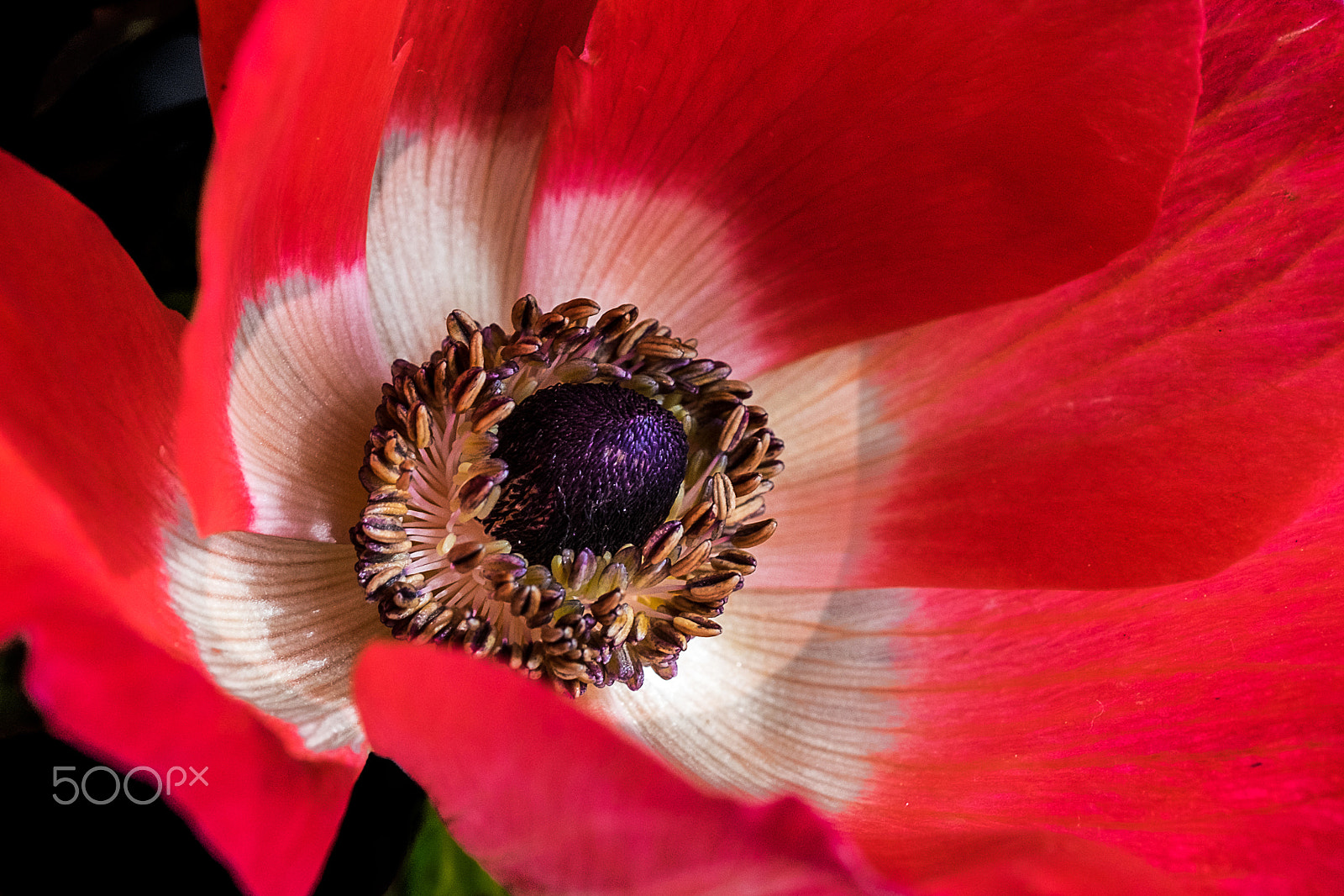 Fujifilm X-T1 sample photo. Anemone photography