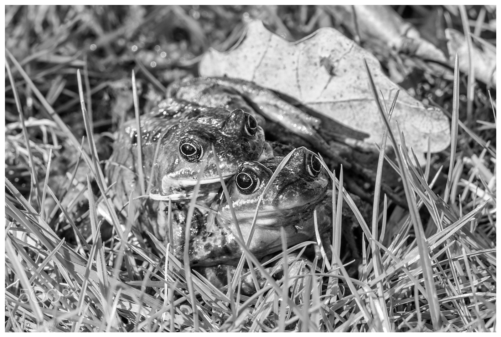 Olympus OM-D E-M10 II sample photo. Spring is in the air. photography