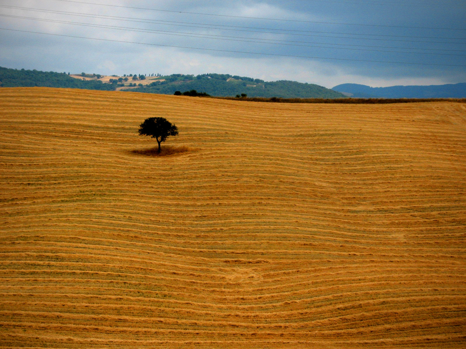 Canon POWERSHOT A630 sample photo. Lonely tree photography