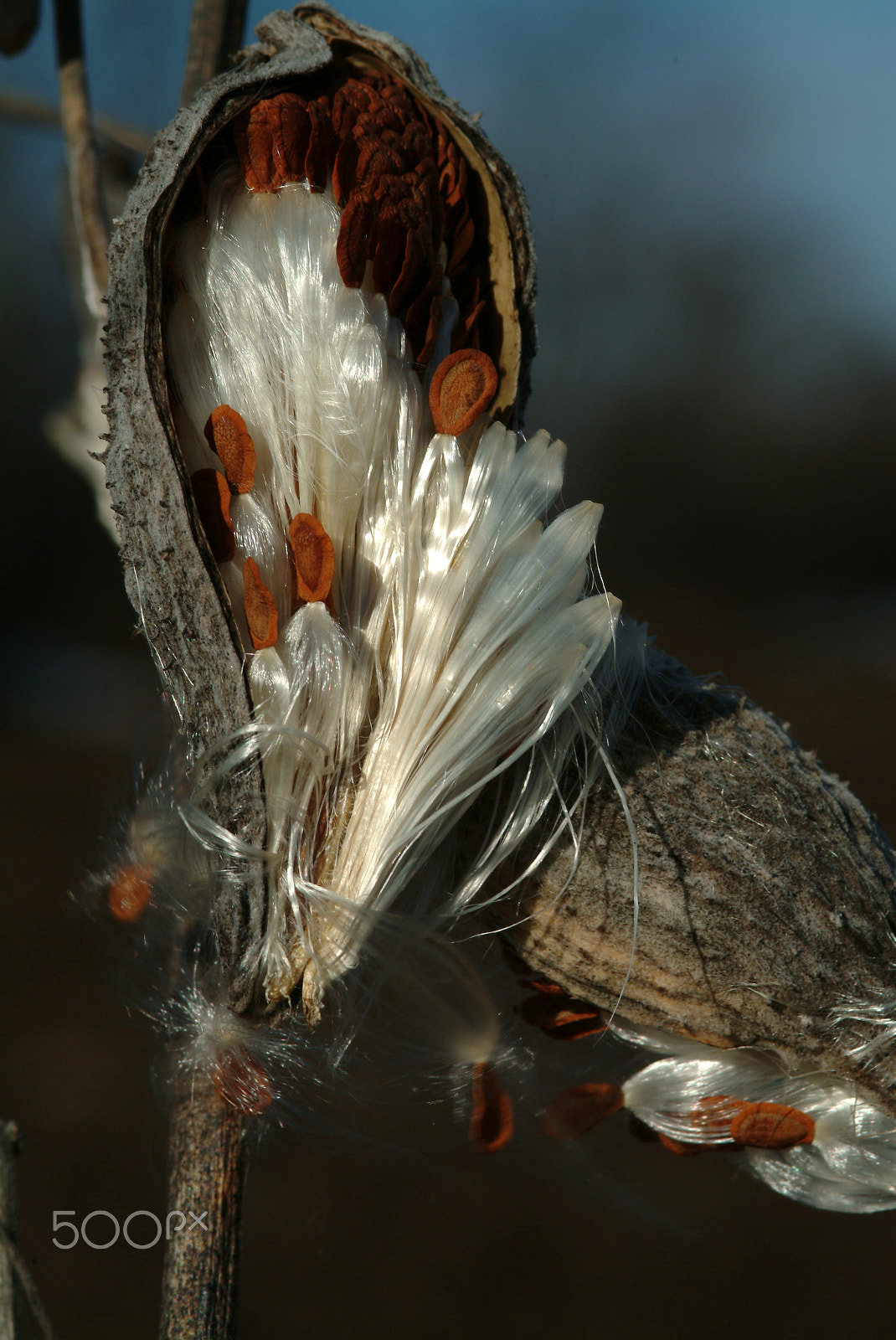 Fujifilm FinePix S2 Pro sample photo. Silky, prickly milkweed in sun photography