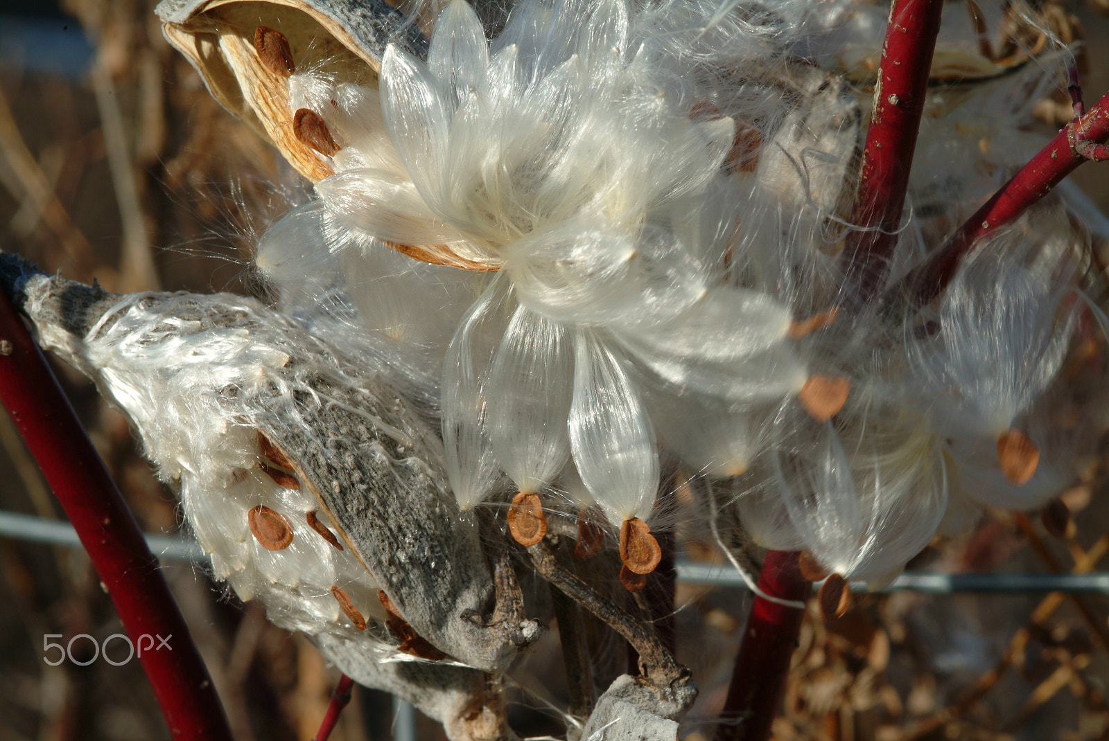 Fujifilm FinePix S2 Pro sample photo. Fluffy milkweed photography