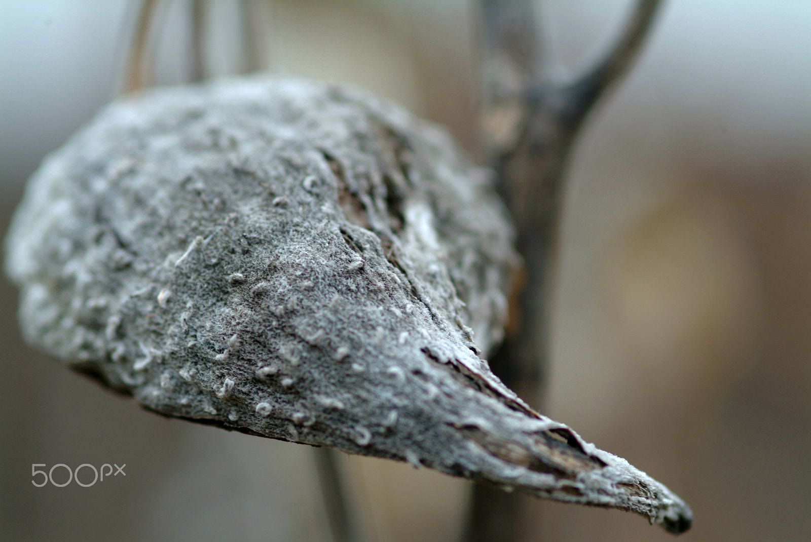Fujifilm FinePix S2 Pro sample photo. Grey milkweed husk photography