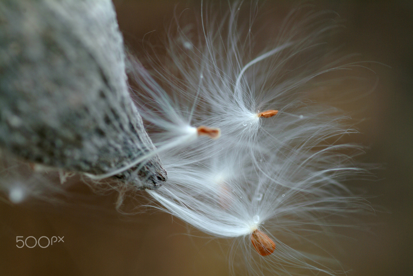 Fujifilm FinePix S2 Pro sample photo. Milkweed fluffy seeds photography