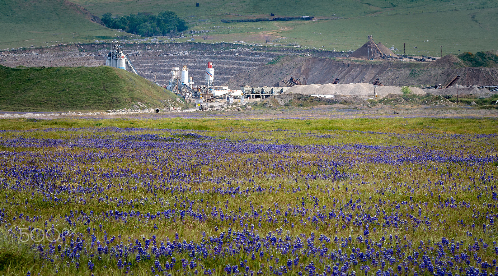 Nikon D500 sample photo. Sea of lupine photography
