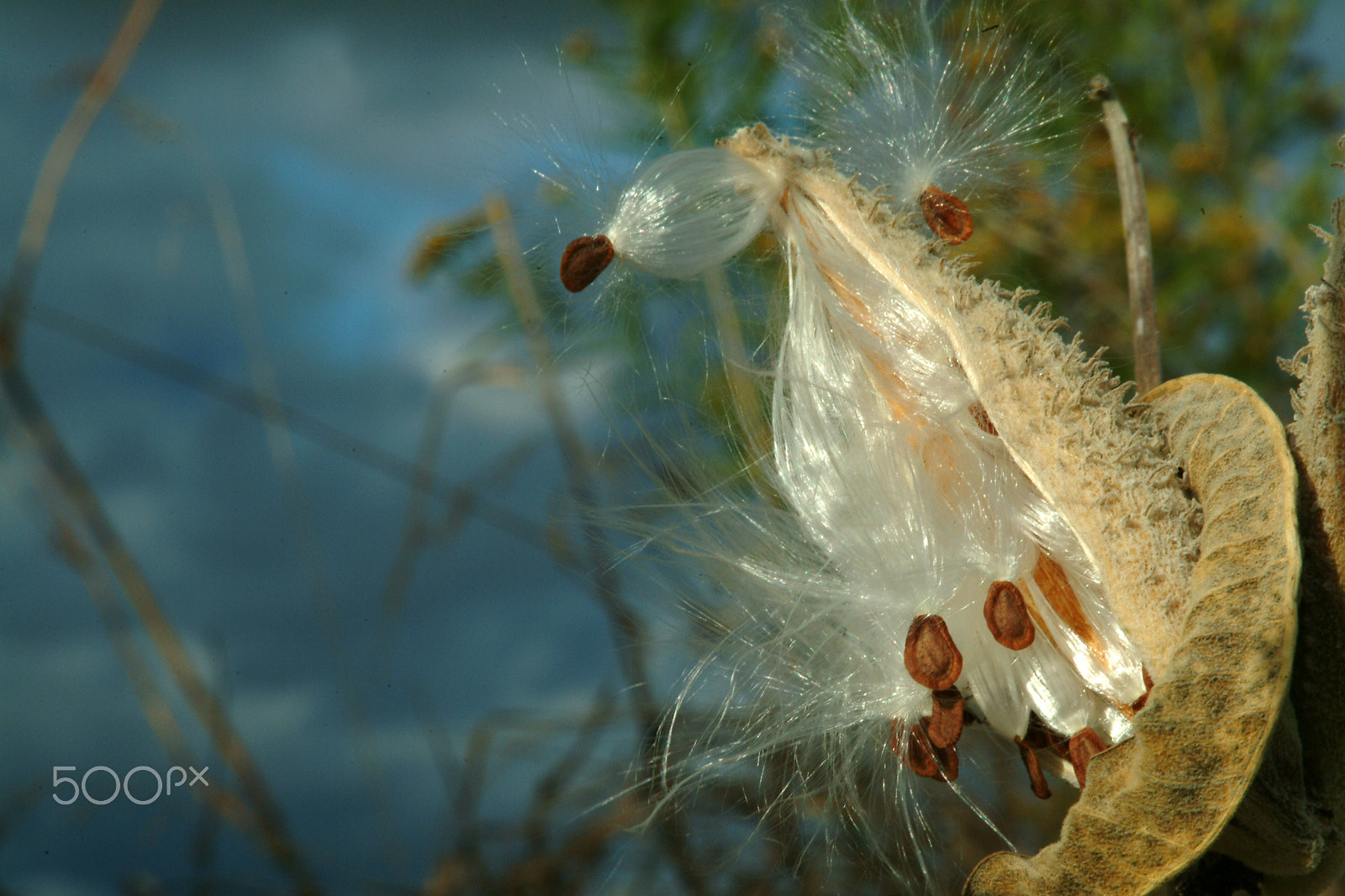 Fujifilm FinePix S2 Pro sample photo. Milkweed seeds in fall photography