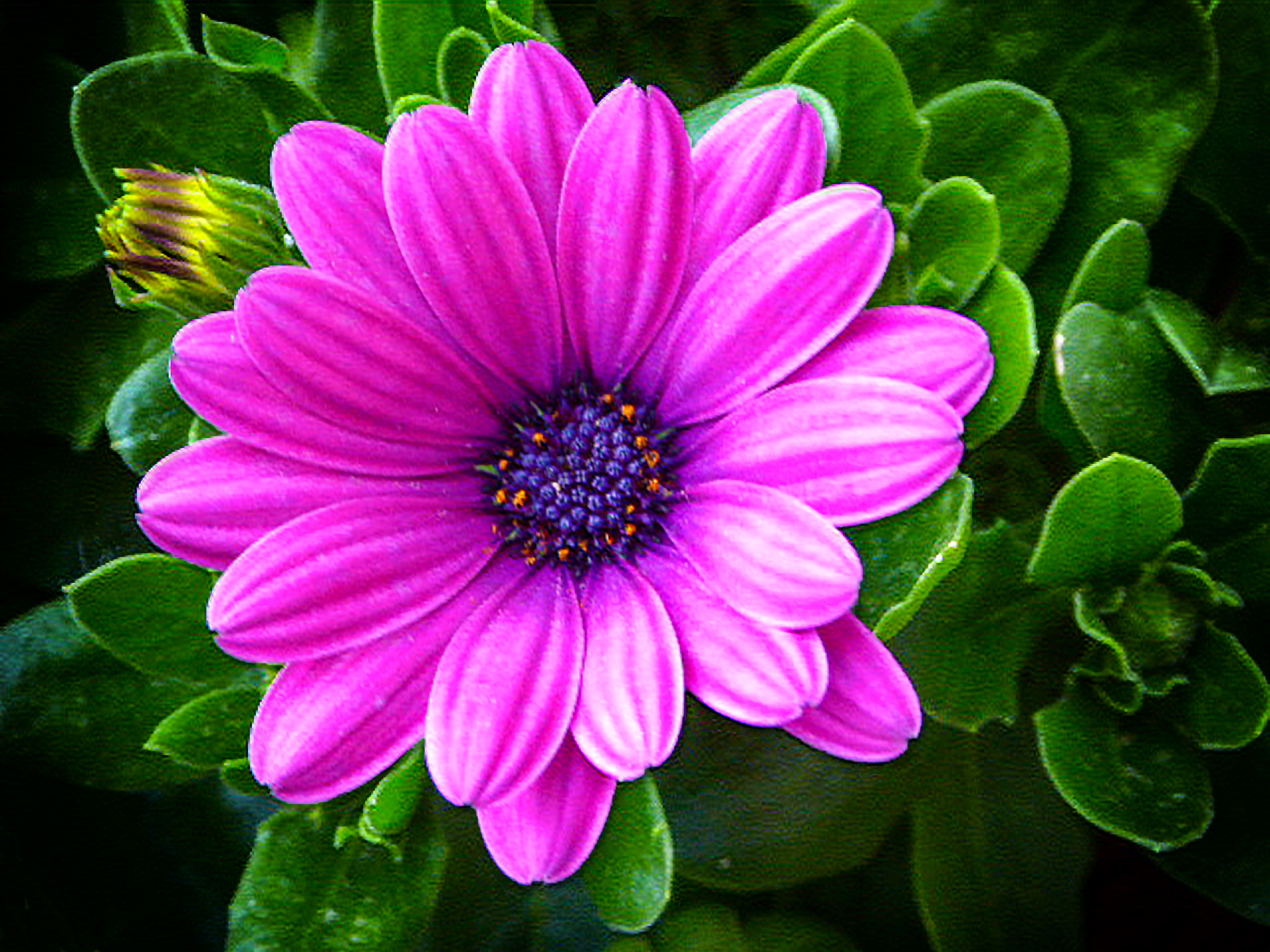 Panasonic Lumix DMC-ZS50 (Lumix DMC-TZ70) sample photo. African daisy photography