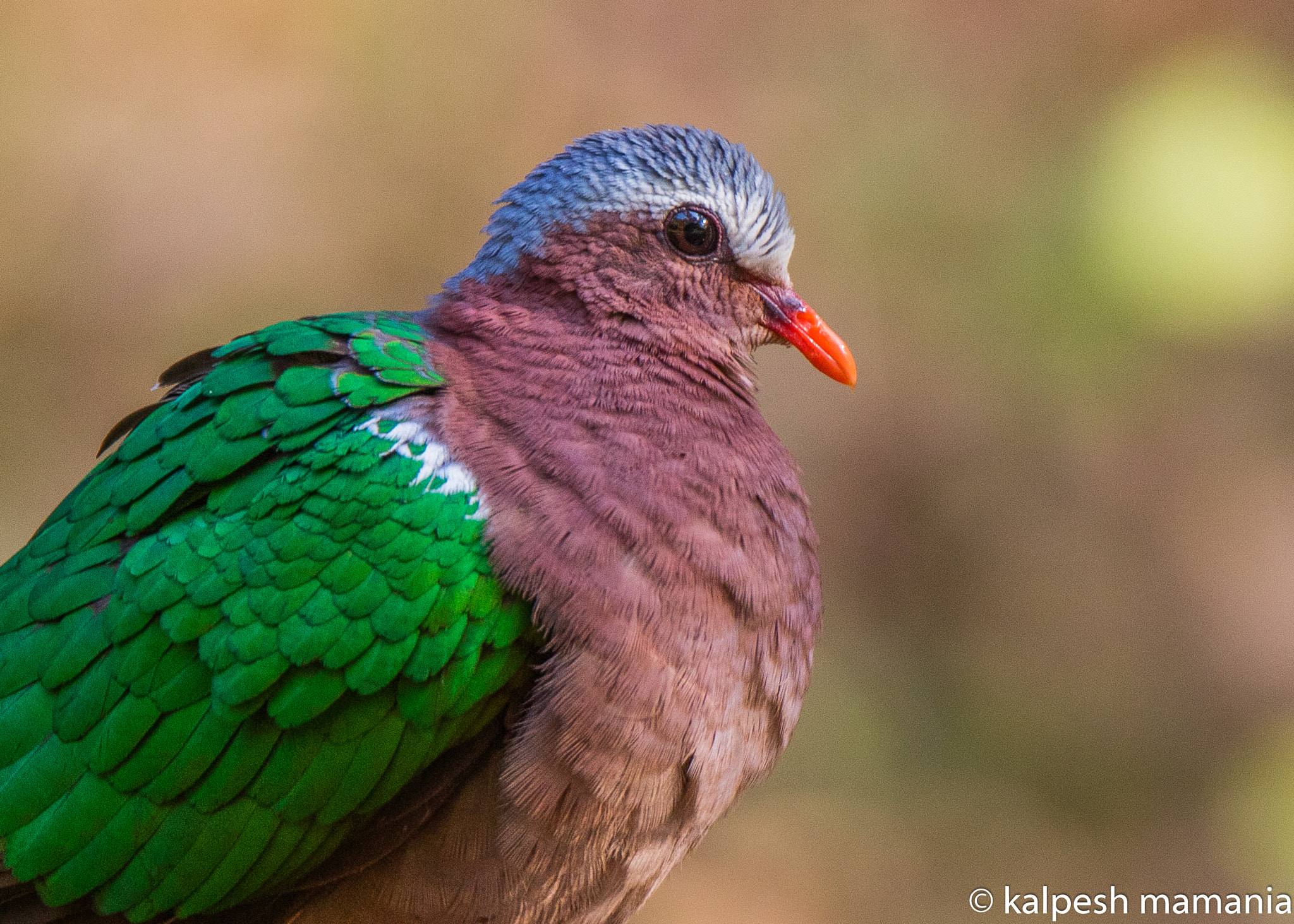 Tamron SP 150-600mm F5-6.3 Di VC USD sample photo. Emerald dove  photography