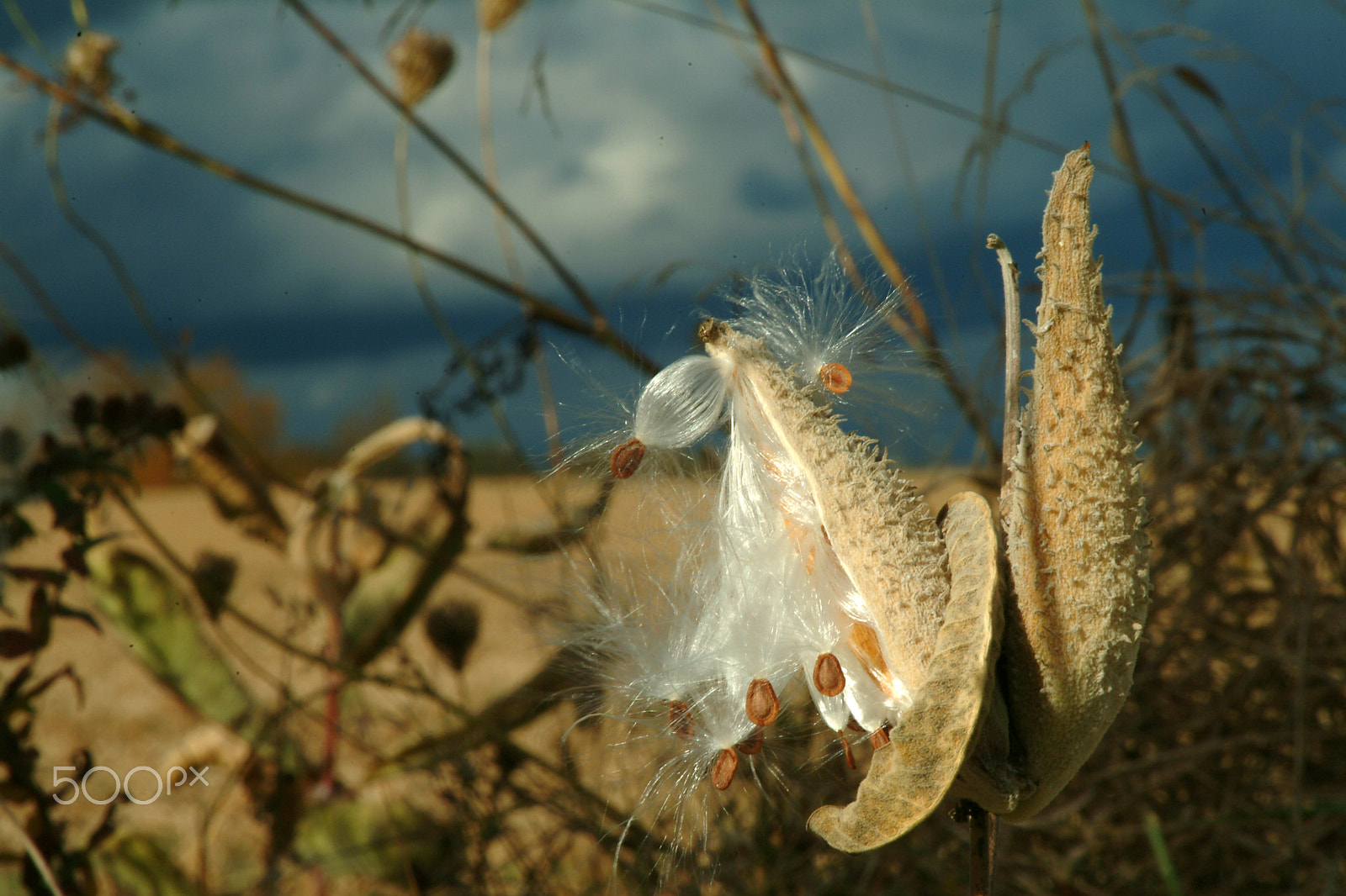 Fujifilm FinePix S2 Pro sample photo. Milkweed seeds in fall in a field against a dark s photography