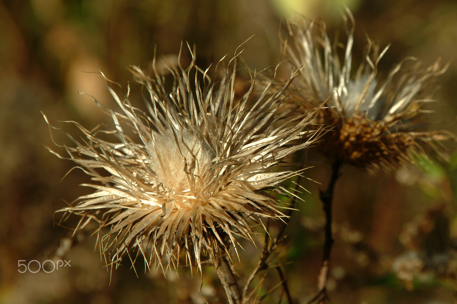 Fujifilm FinePix S2 Pro sample photo. Burr fall photography