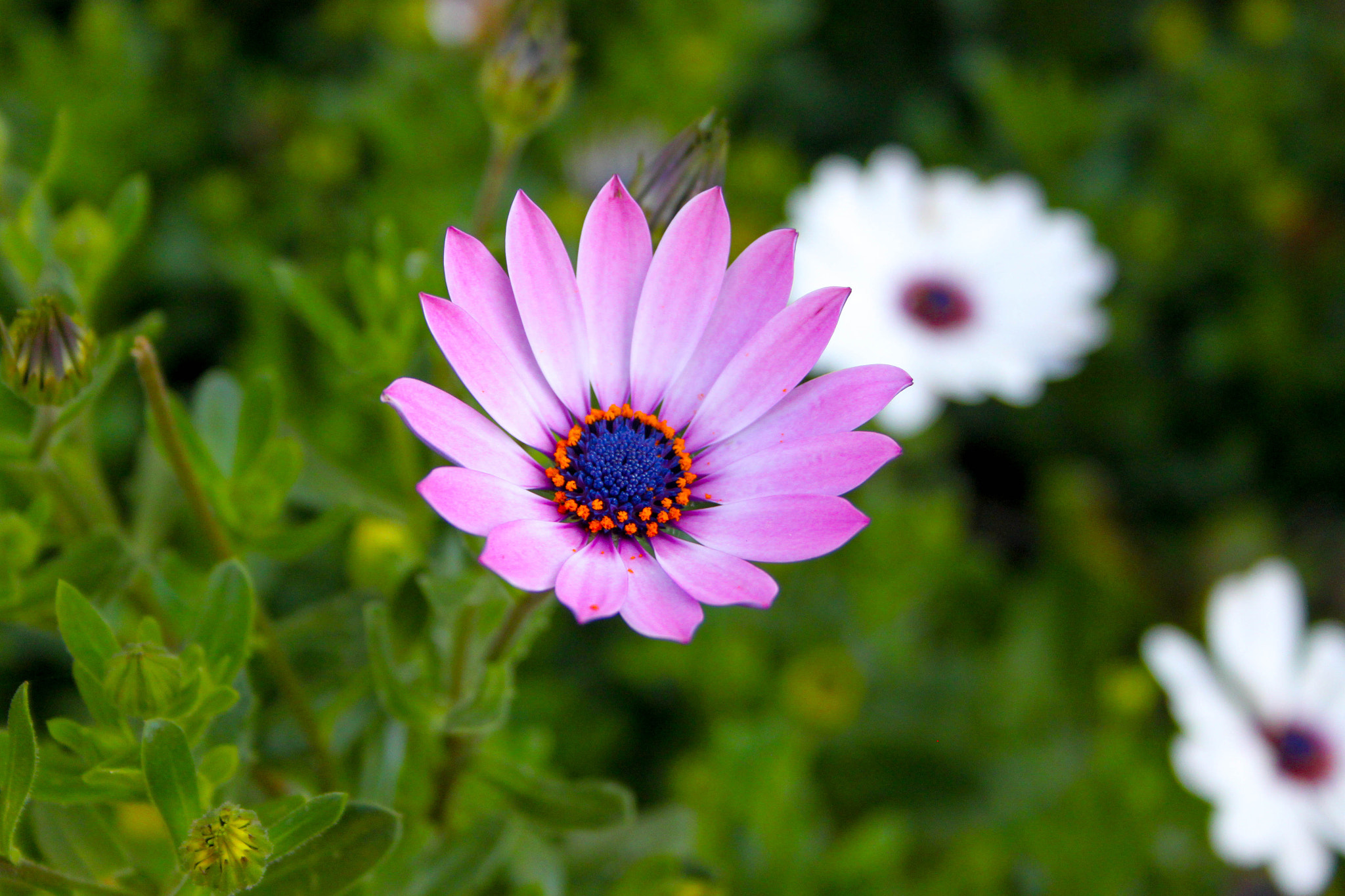 Canon EF-S 18-55mm F3.5-5.6 II sample photo