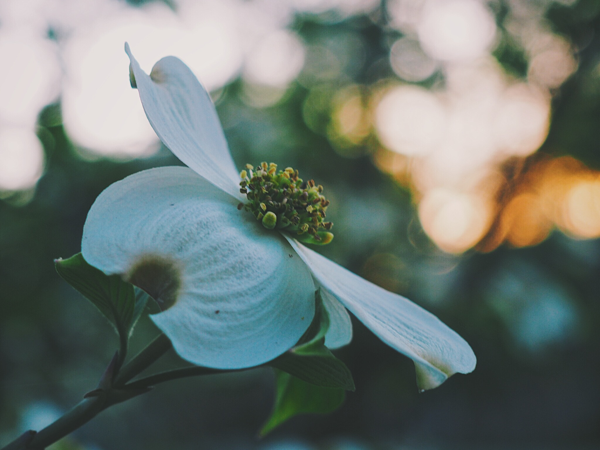 Olympus PEN E-PL7 sample photo. The dogwood tree is always one of my moms favorites. seems to have bloomed early this year. photography