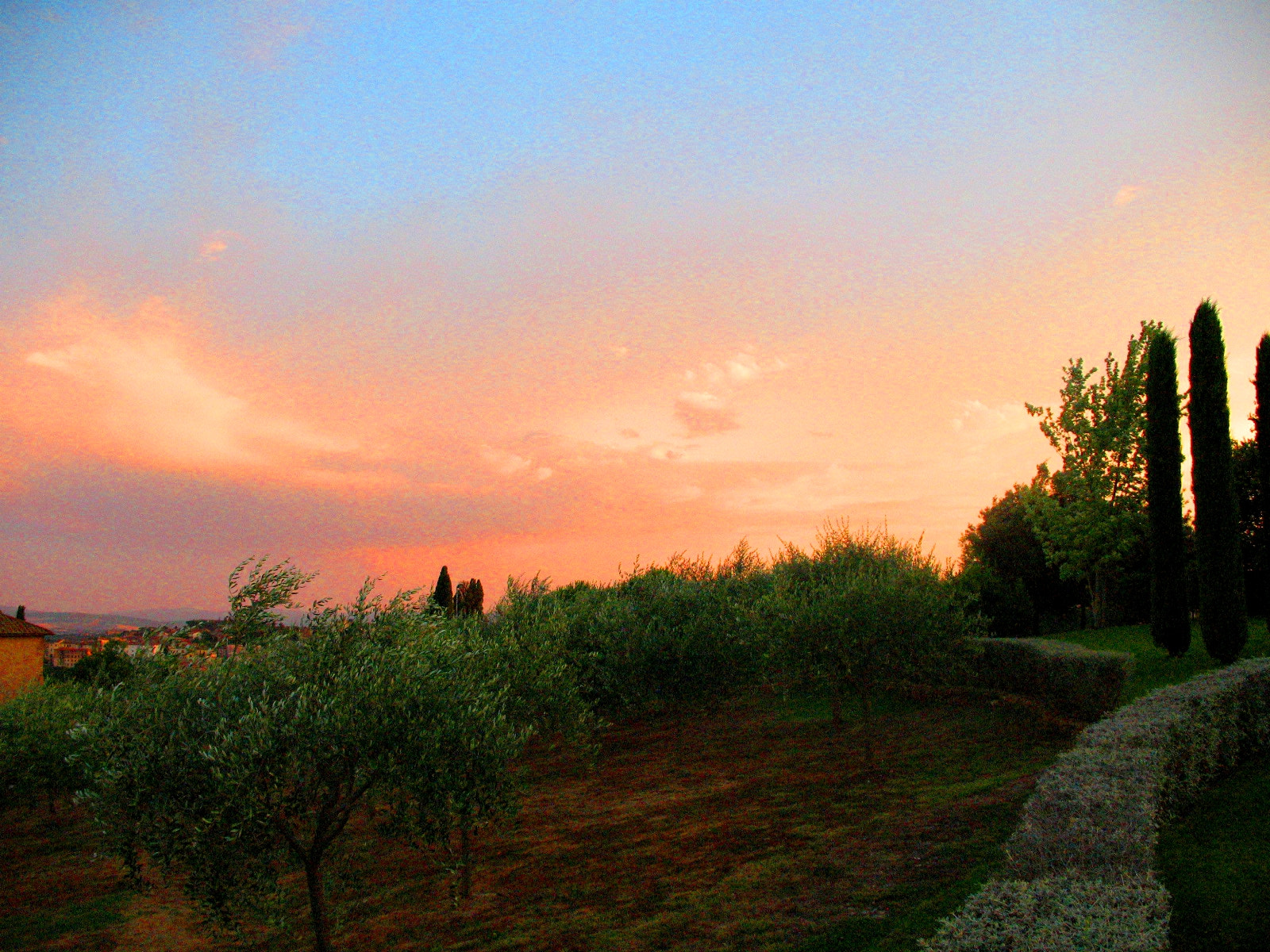 Canon POWERSHOT A630 sample photo. Olive trees photography