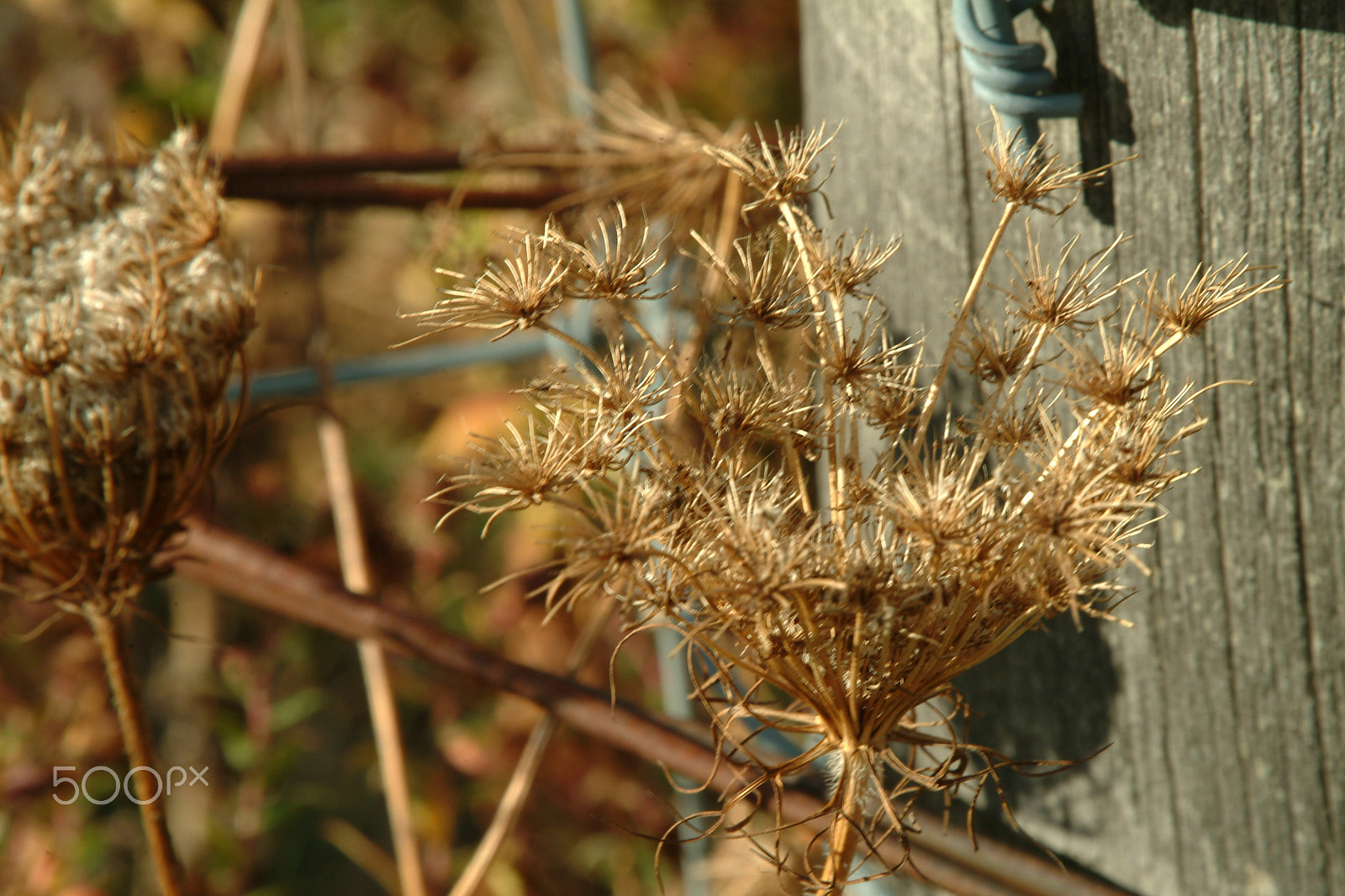 Fujifilm FinePix S2 Pro sample photo. Queen anne's lace in fall photography