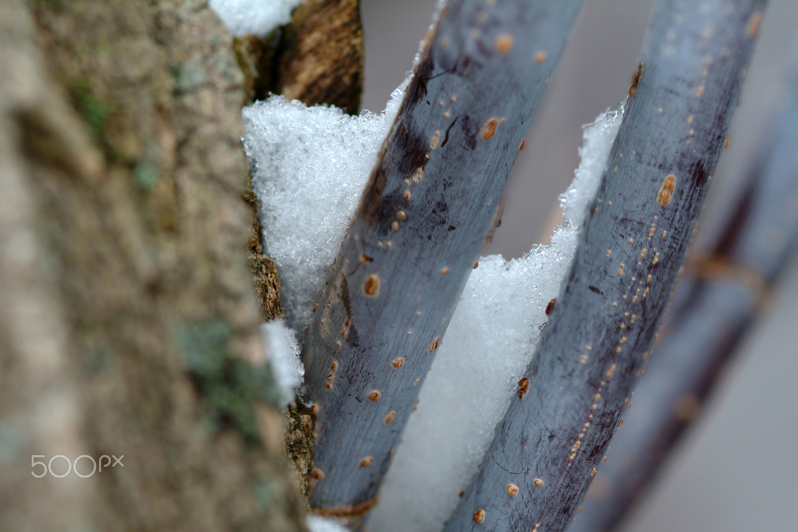 Fujifilm FinePix S2 Pro sample photo. Purple twig in winter photography