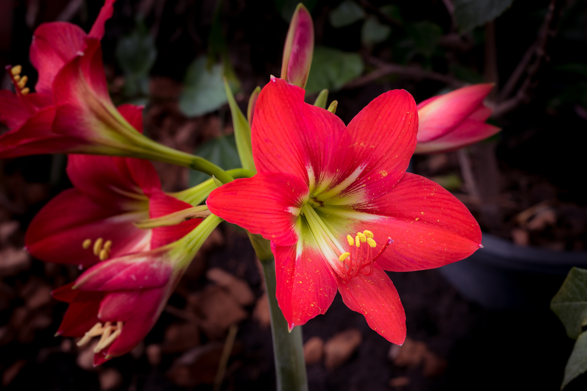 Nikon D5500 + Nikon AF-S Nikkor 50mm F1.8G sample photo. Pink flower bloom photography