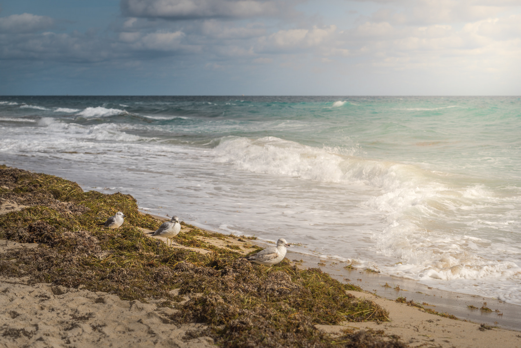 Sony a7R + Sony Vario Tessar T* FE 24-70mm F4 ZA OSS sample photo. Des mouettes au soleil ... photography