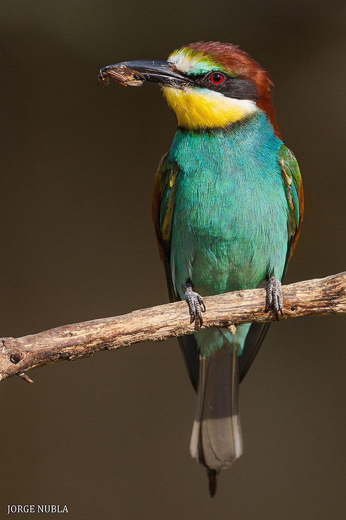 Canon EF 500mm F4L IS II USM sample photo. Abejaruco europeo (merops apiaster). photography