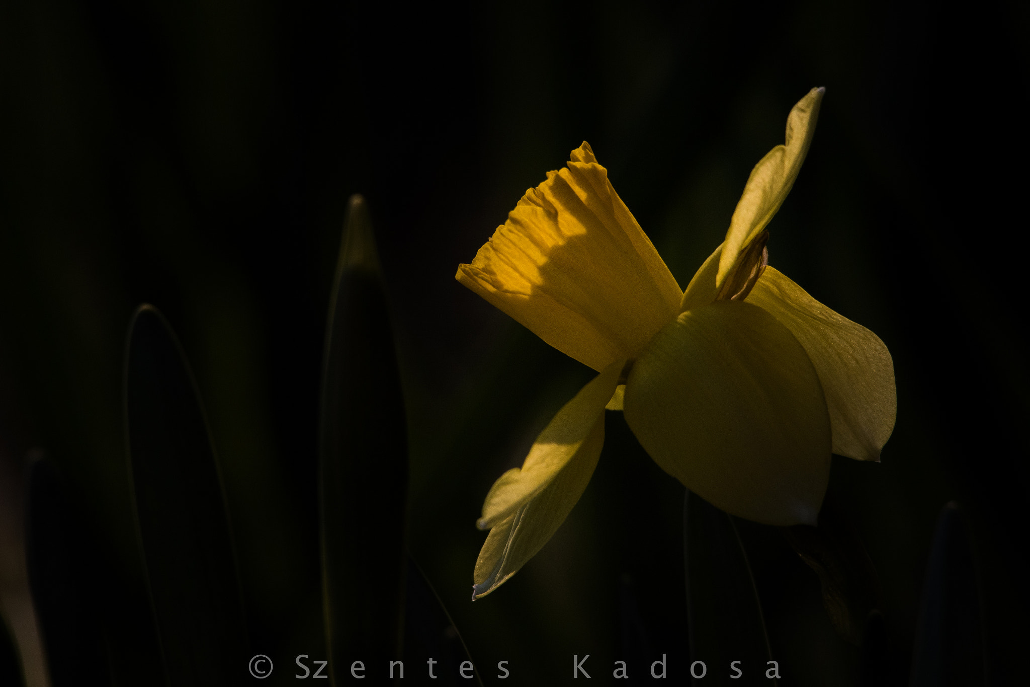 Sigma 150-500mm F5-6.3 DG OS HSM sample photo. Lent lily photography