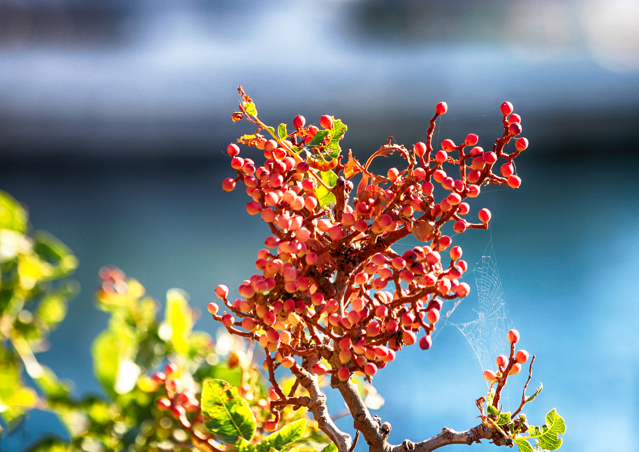 Canon EF 70-300mm F4-5.6 IS USM sample photo. Spiderweb photography