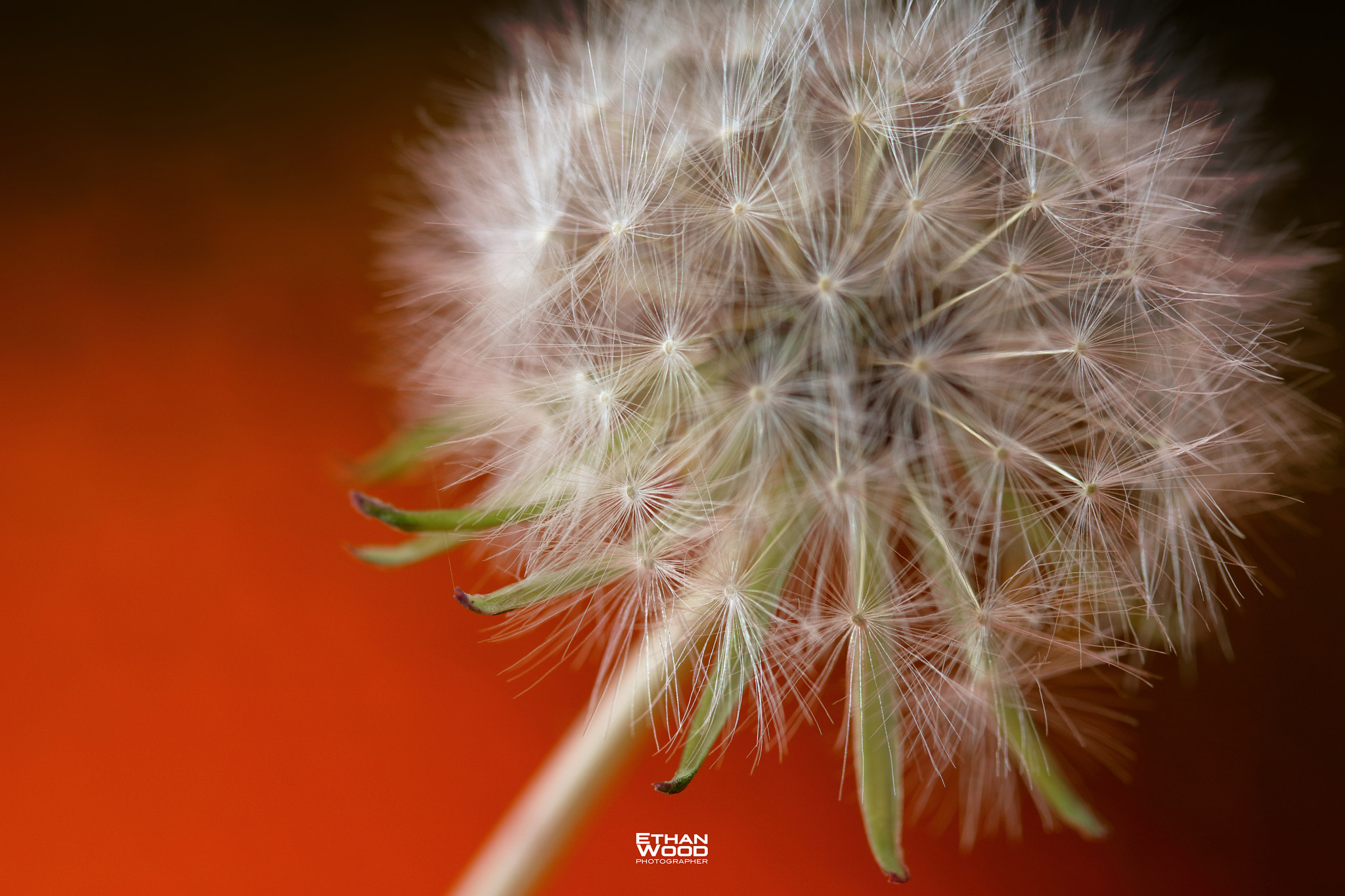 Canon EF 100-400mm F4.5-5.6L IS USM sample photo. Dandelion photography