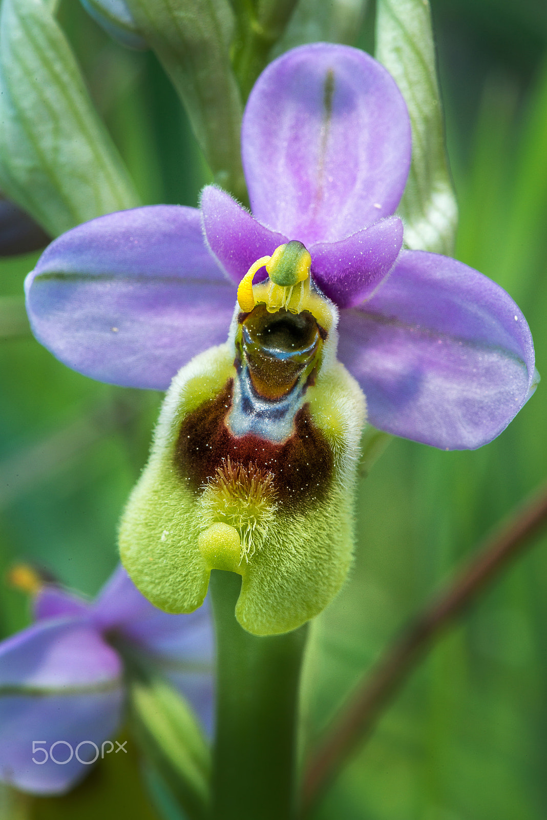 Nikon AF-S Micro-Nikkor 105mm F2.8G IF-ED VR sample photo. Ophrys tenthredinifera photography