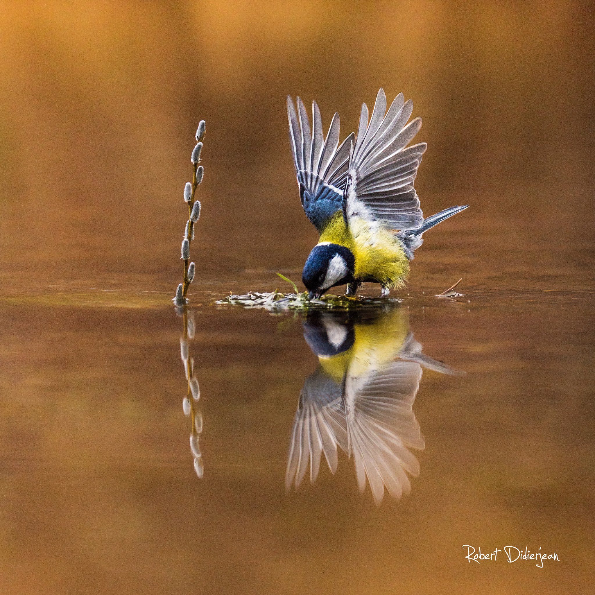 Nikon D810 sample photo. Great tit reflection photography