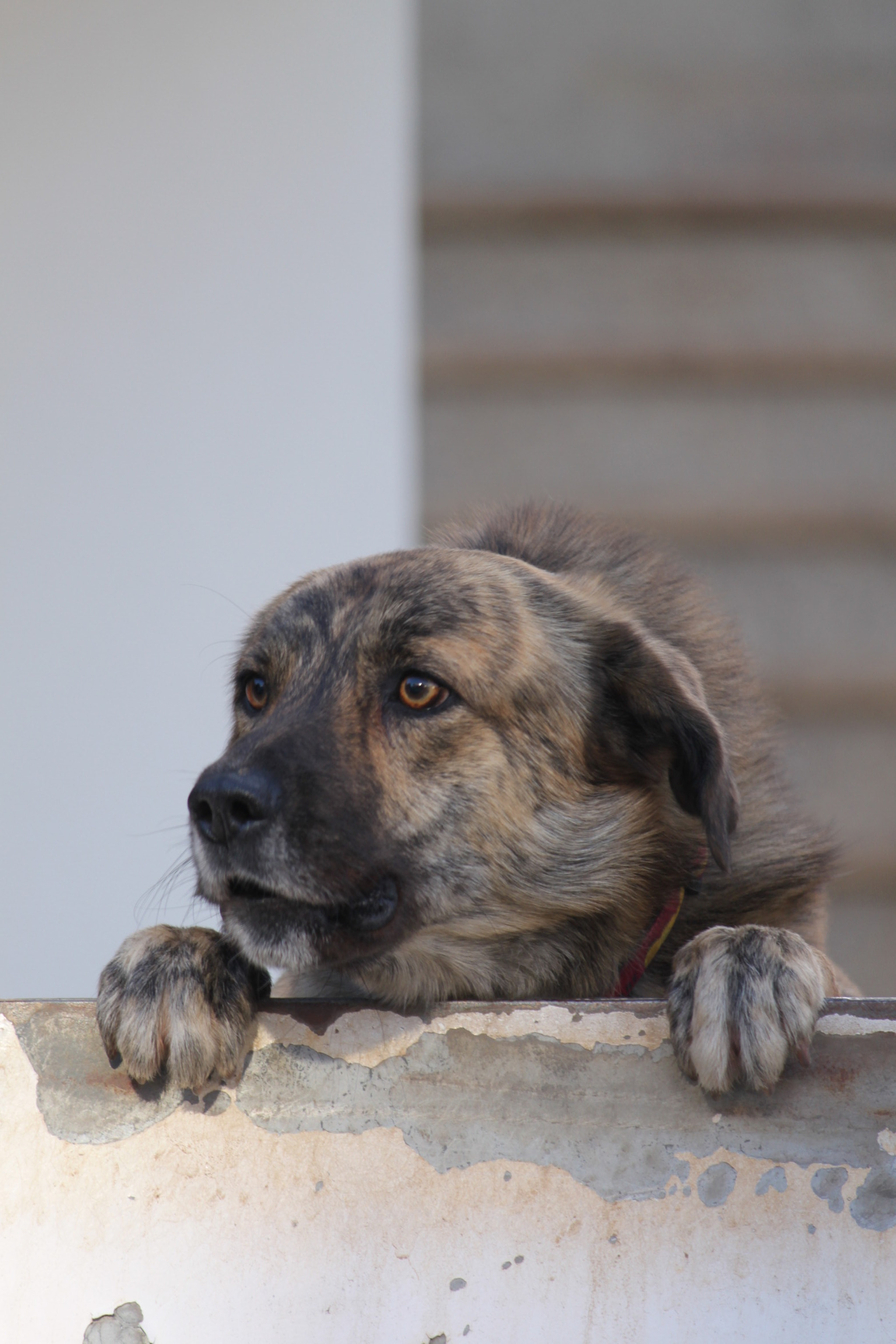 Canon EF-S 55-250mm F4-5.6 IS sample photo. Tamed beast photography