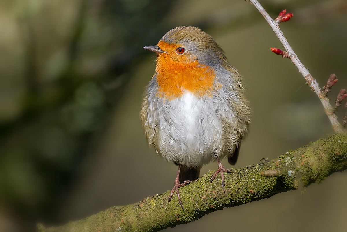 150-600mm F5-6.3 DG OS HSM | Contemporary 015 sample photo. Robin photography