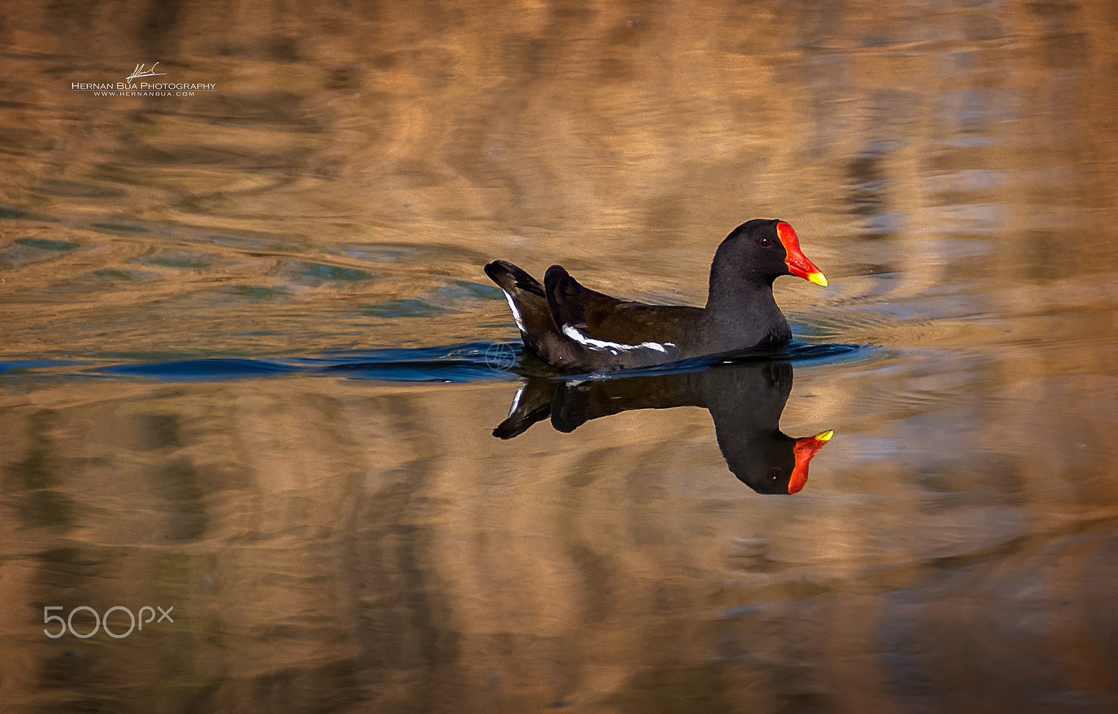 Nikon D7200 sample photo. Moorhen photography