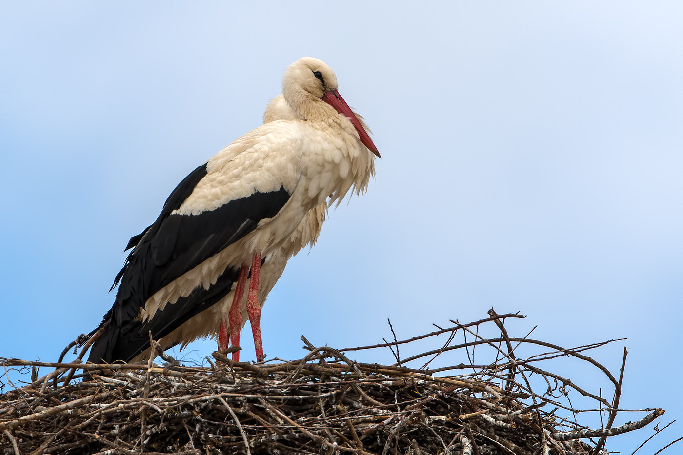 Canon EOS 70D sample photo. White stork, cigüeña blanca photography