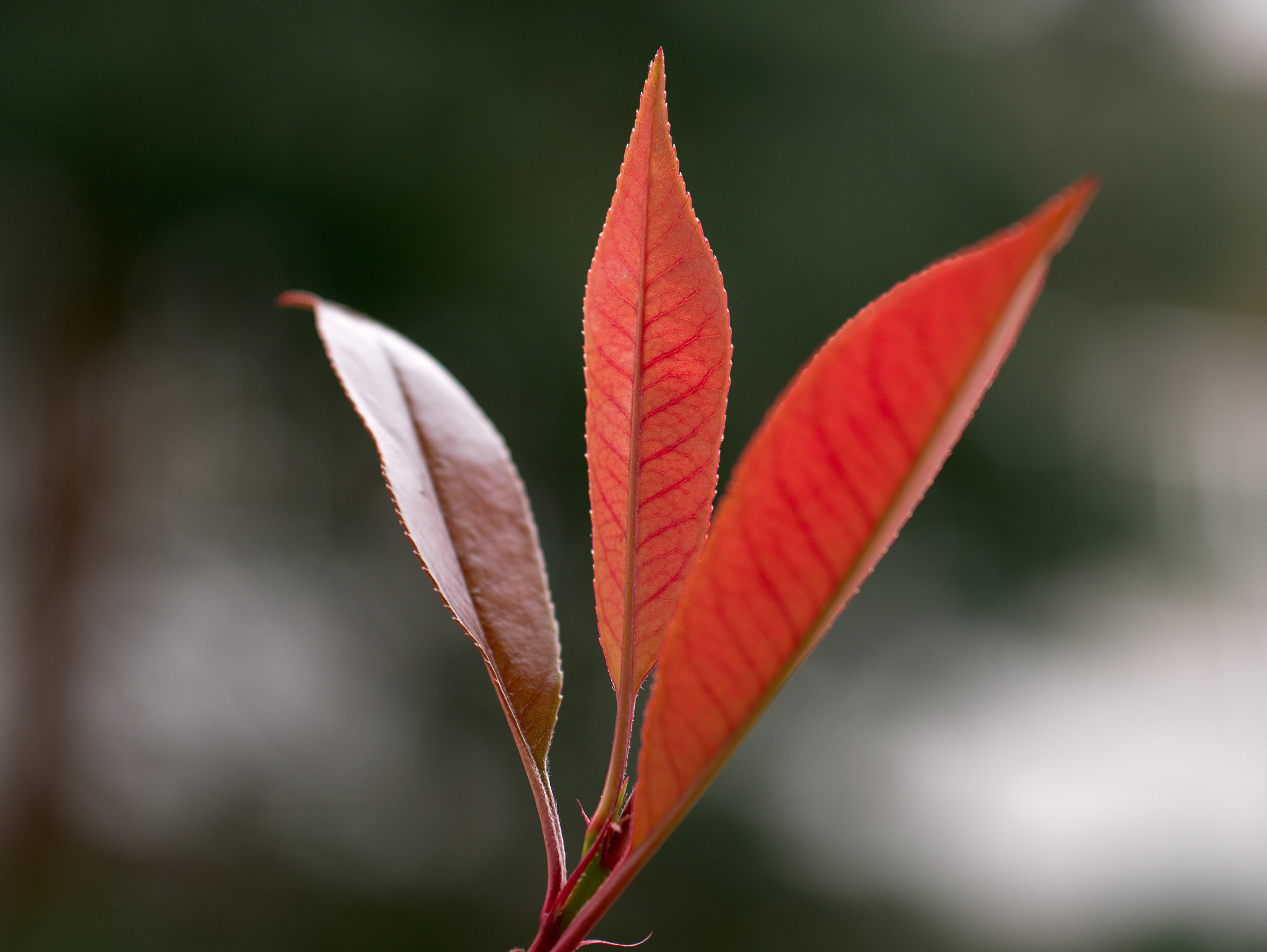 Panasonic Lumix DMC-GX85 (Lumix DMC-GX80 / Lumix DMC-GX7 Mark II) + Sigma 60mm F2.8 DN Art sample photo. En forme de feuille photography
