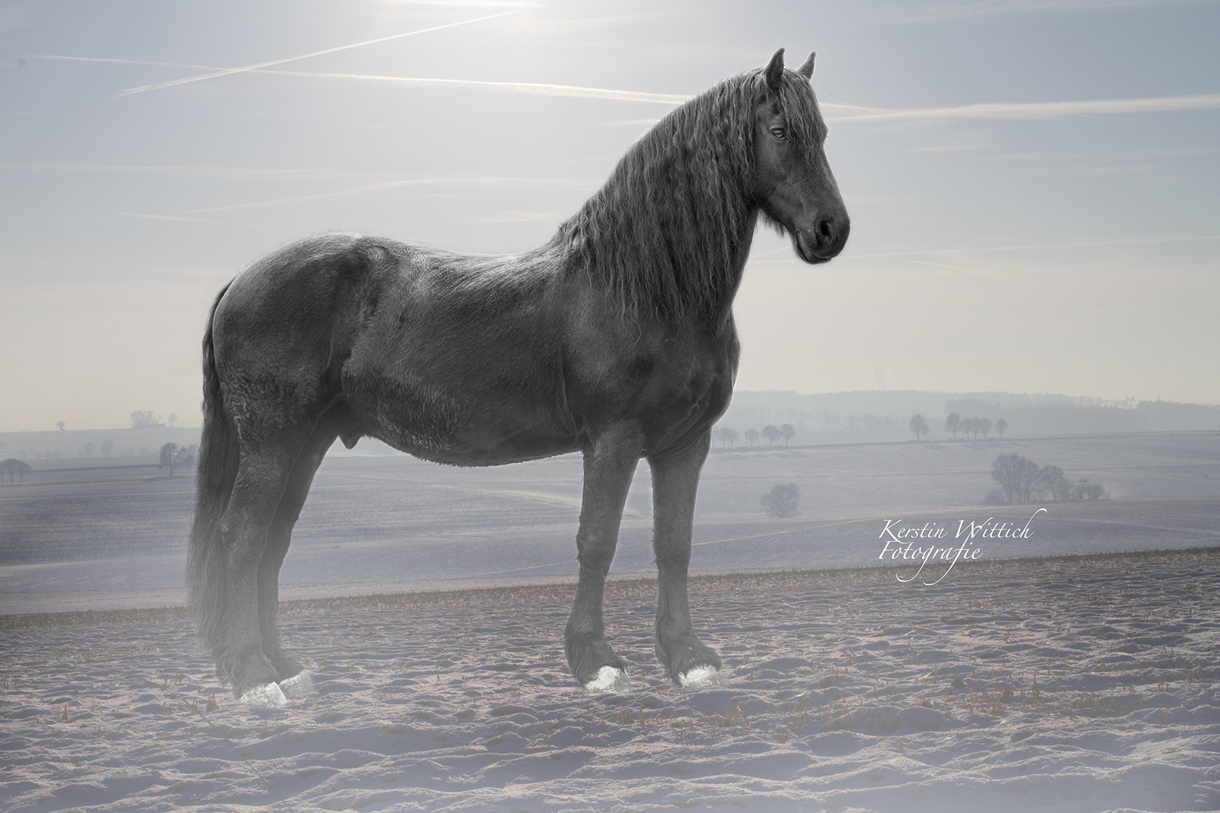 Canon EOS 7D + Canon EF 50mm F1.4 USM sample photo. Friesian horse photography