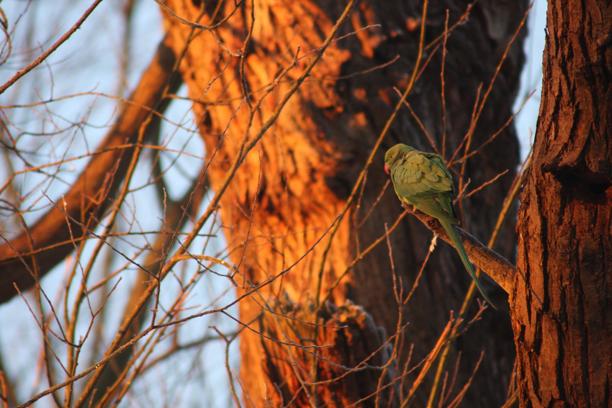 Canon EF 100-300mm F4.5-5.6 USM sample photo. Parakeet photography