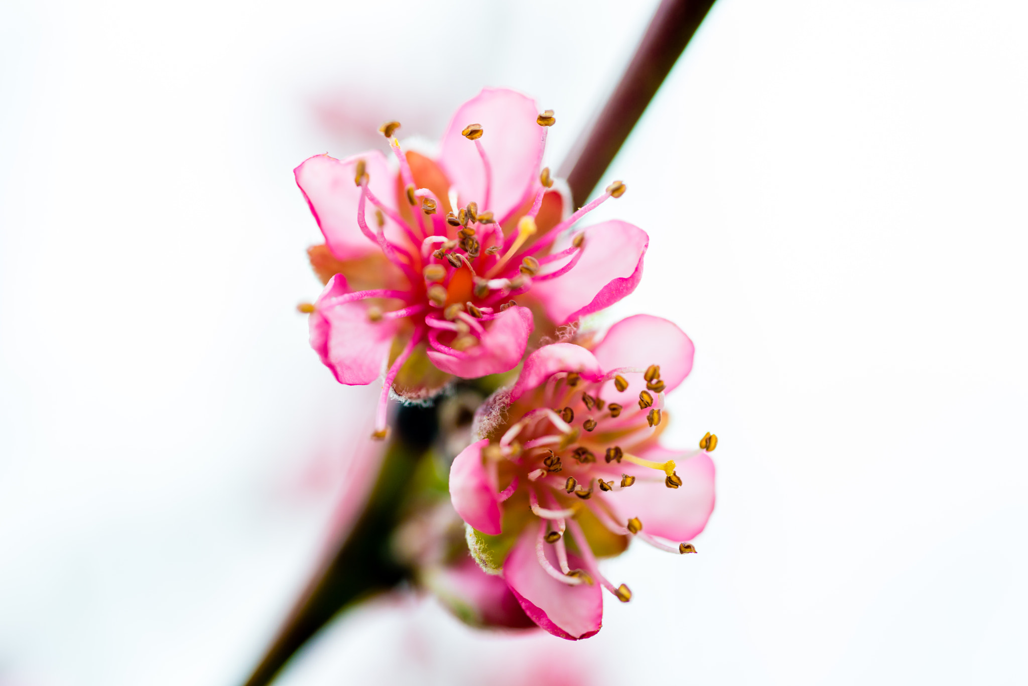 Nikon AF Micro-Nikkor 60mm F2.8D sample photo. Spring photography