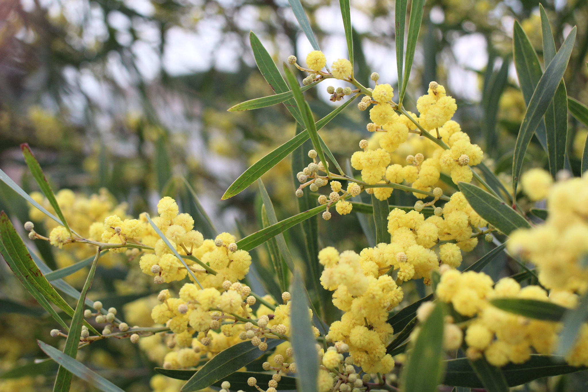 Canon EOS 600D (Rebel EOS T3i / EOS Kiss X5) sample photo. Img photography