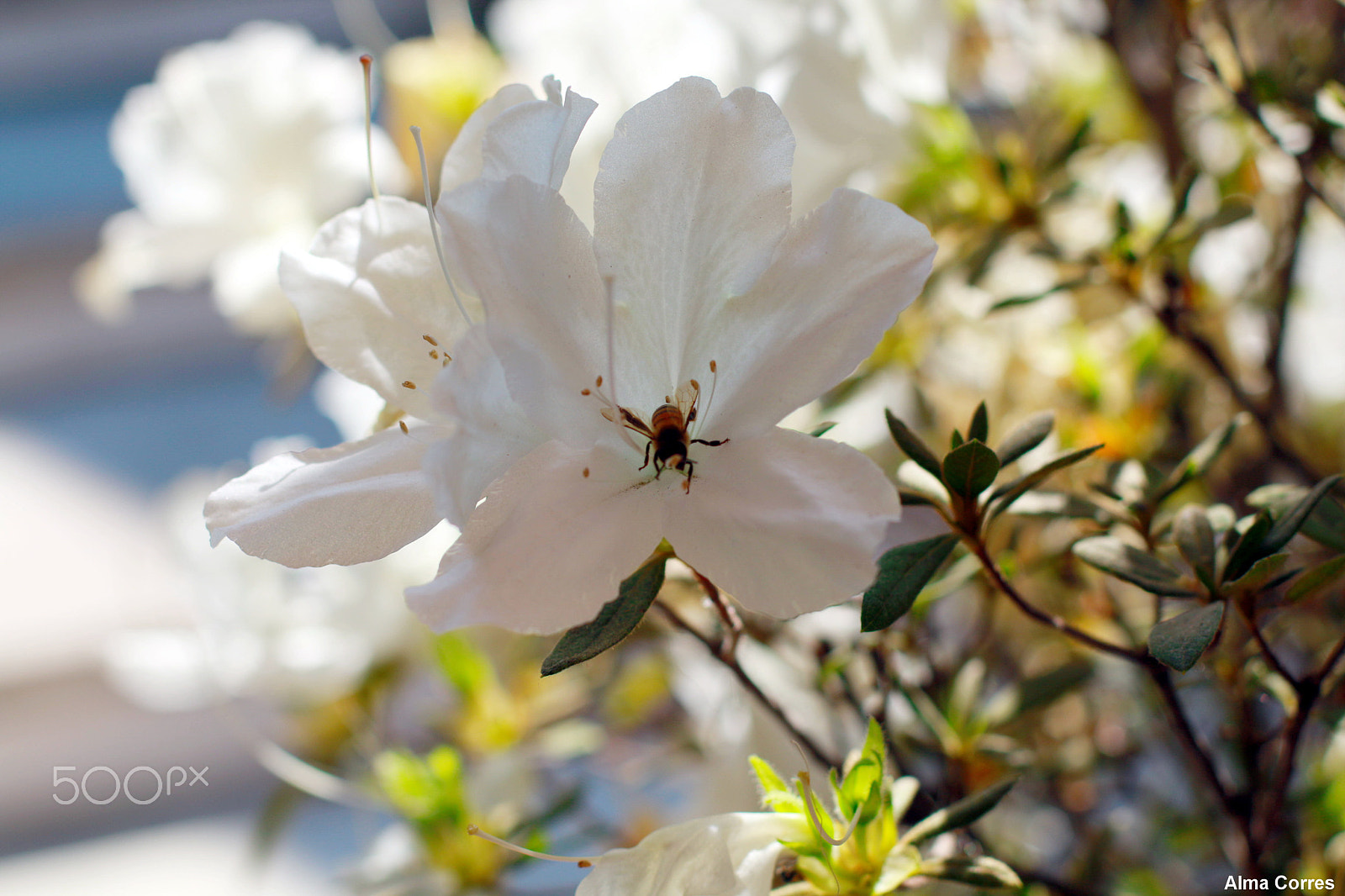 Canon EOS 70D sample photo. Beautifull spring photography