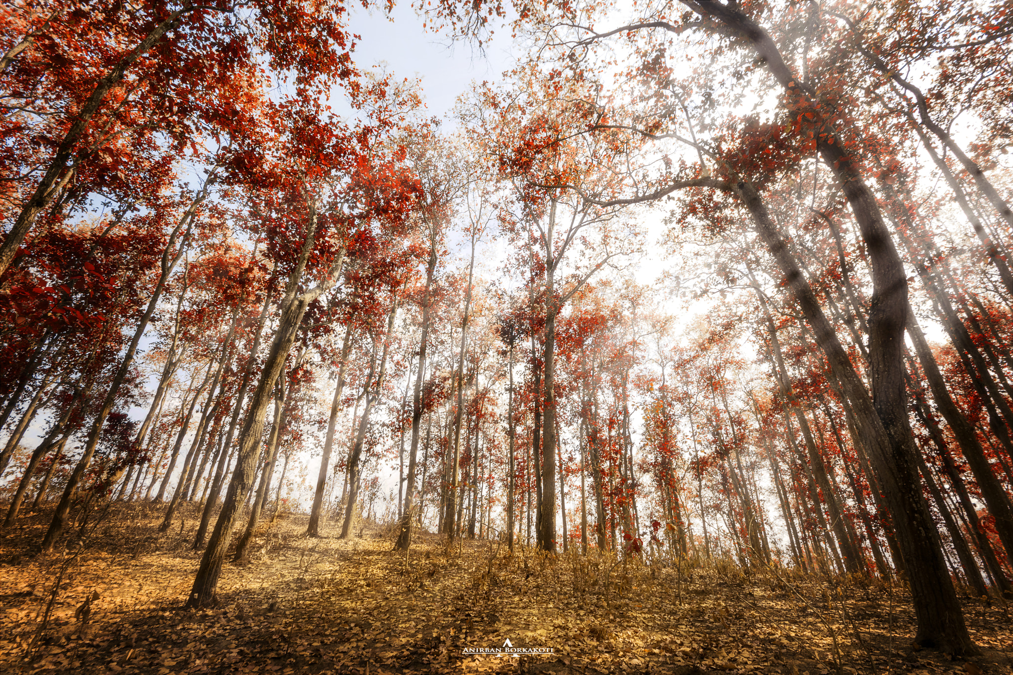 Sigma 10-20mm F4-5.6 EX DC HSM sample photo. Xaloni forest  photography